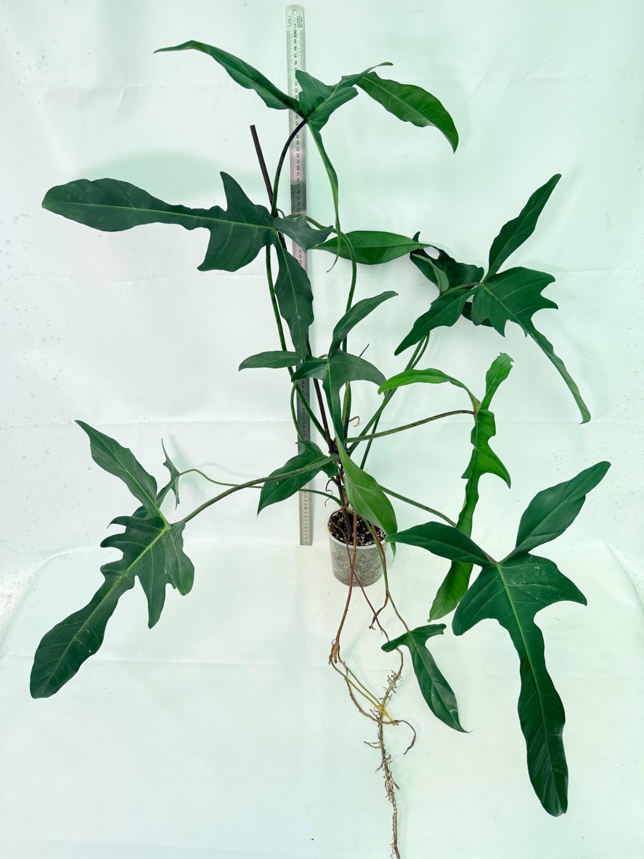 Philodendron Longilobatum Lelano Miyano XXL 9