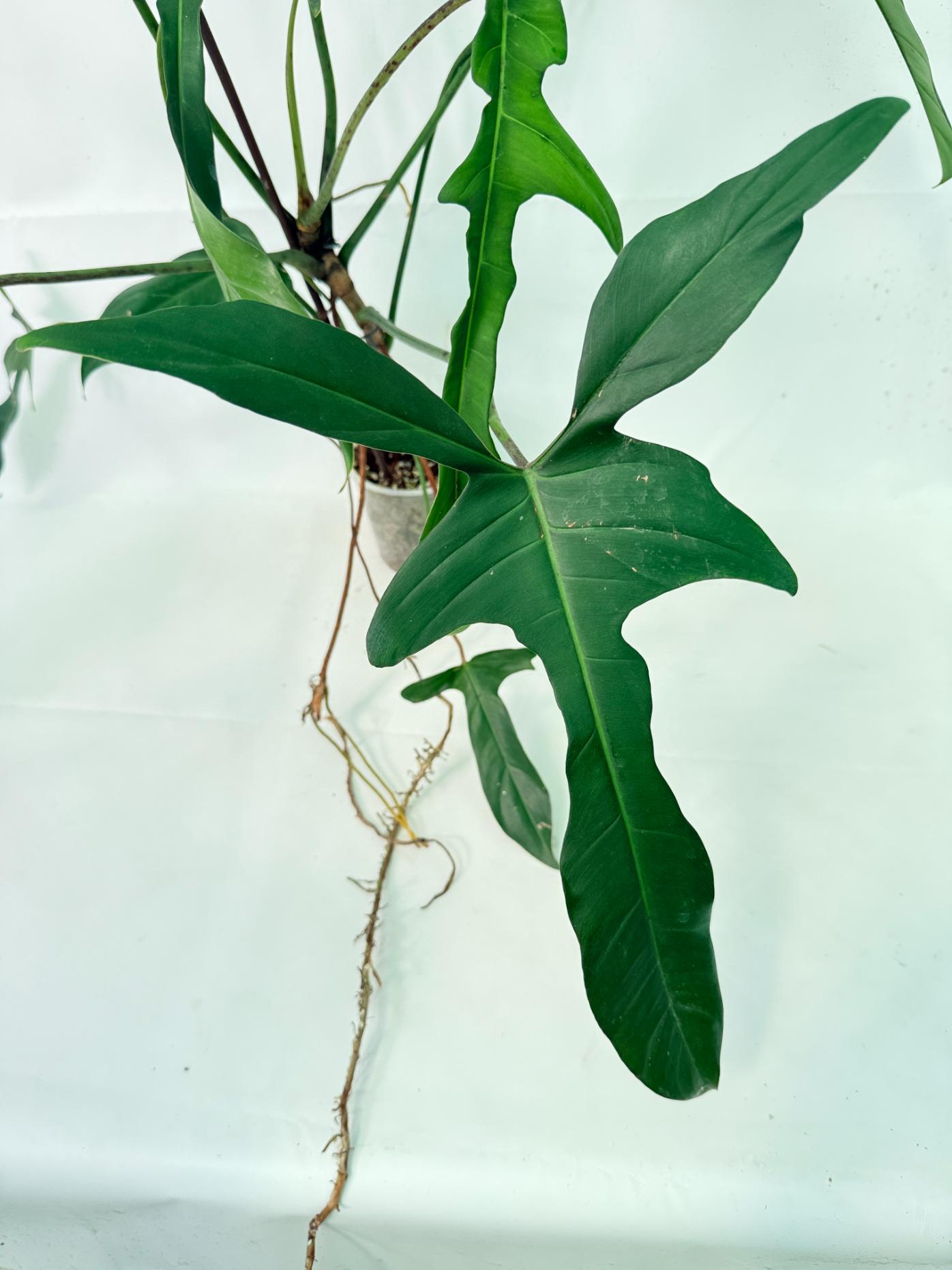 Philodendron Longilobatum Lelano Miyano XXL 4