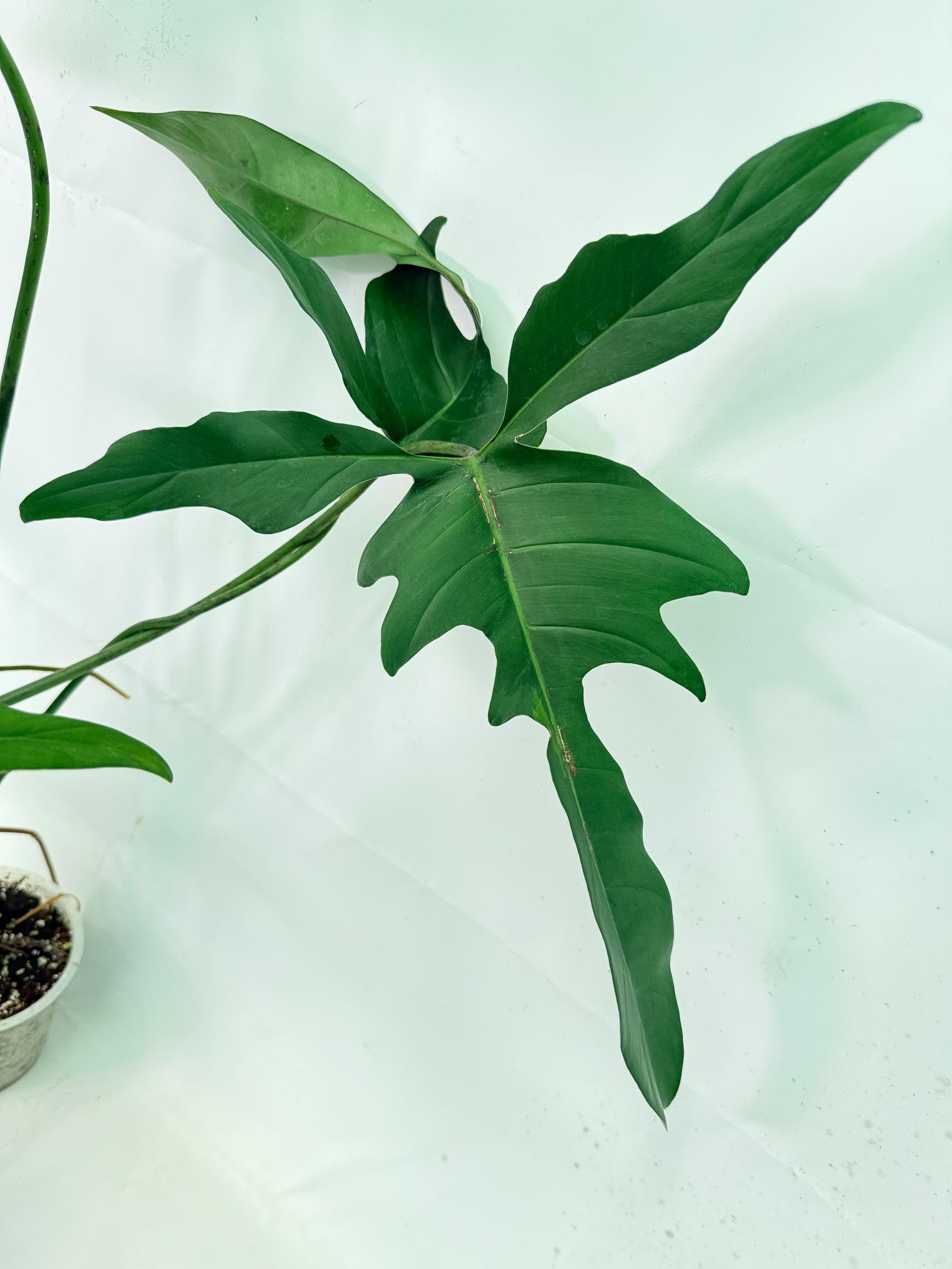 Philodendron Longilobatum Lelano Miyano XXL 2