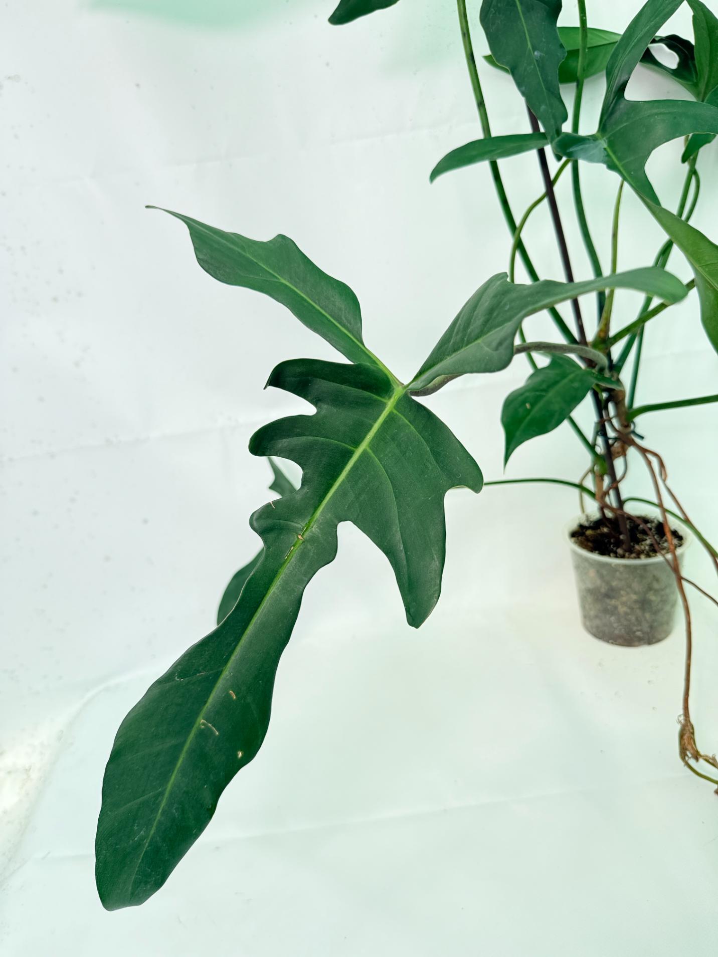 Philodendron Longilobatum Lelano Miyano XXL 5