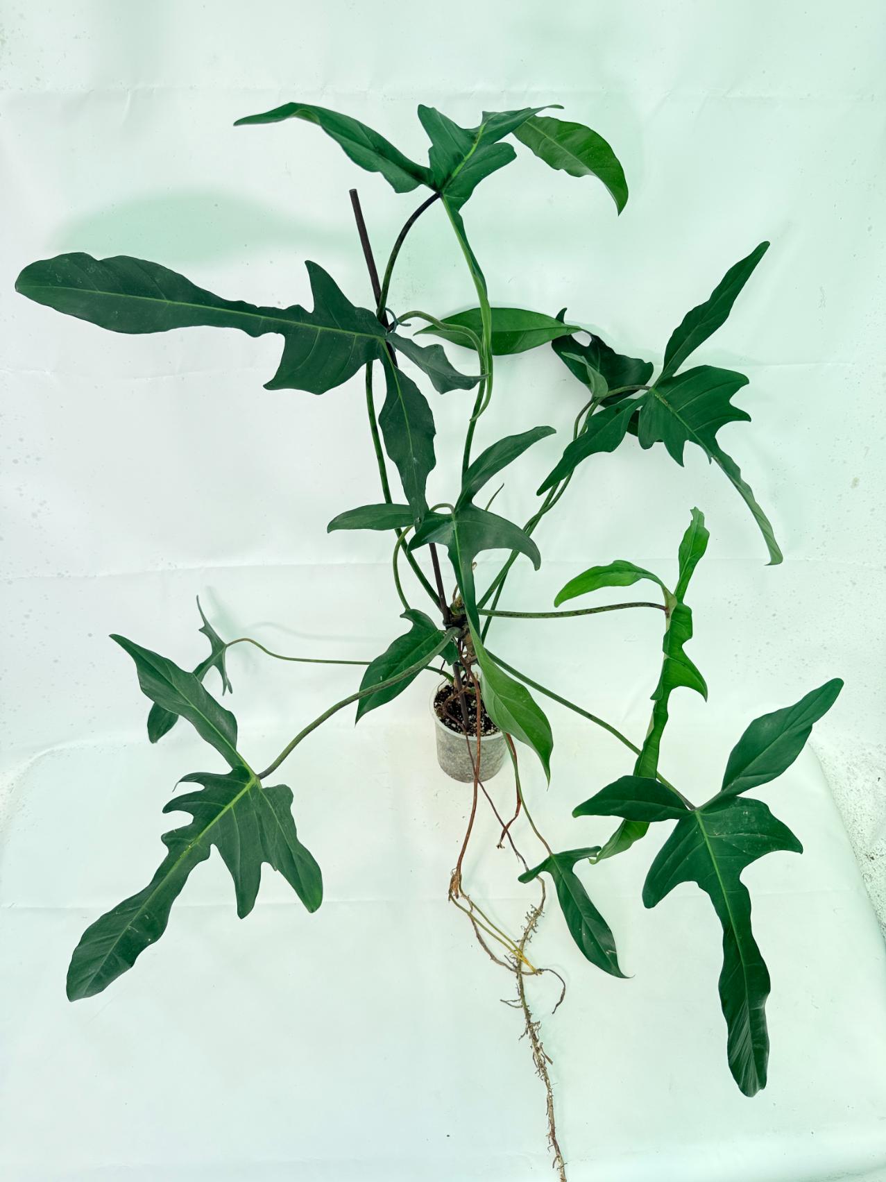 Philodendron Longilobatum Lelano Miyano XXL 3