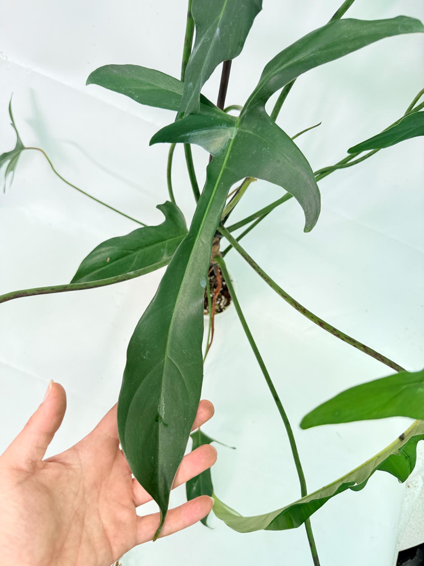Philodendron Longilobatum Lelano Miyano XXL 7
