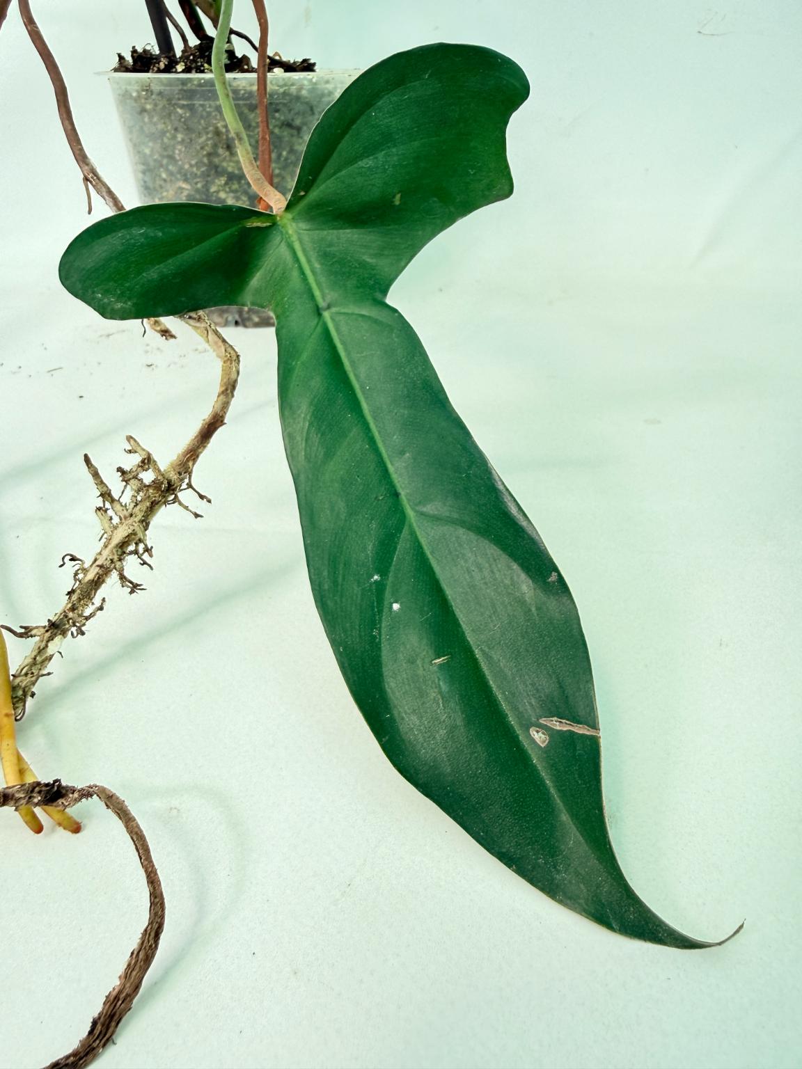 Philodendron Longilobatum Lelano Miyano XXL 8