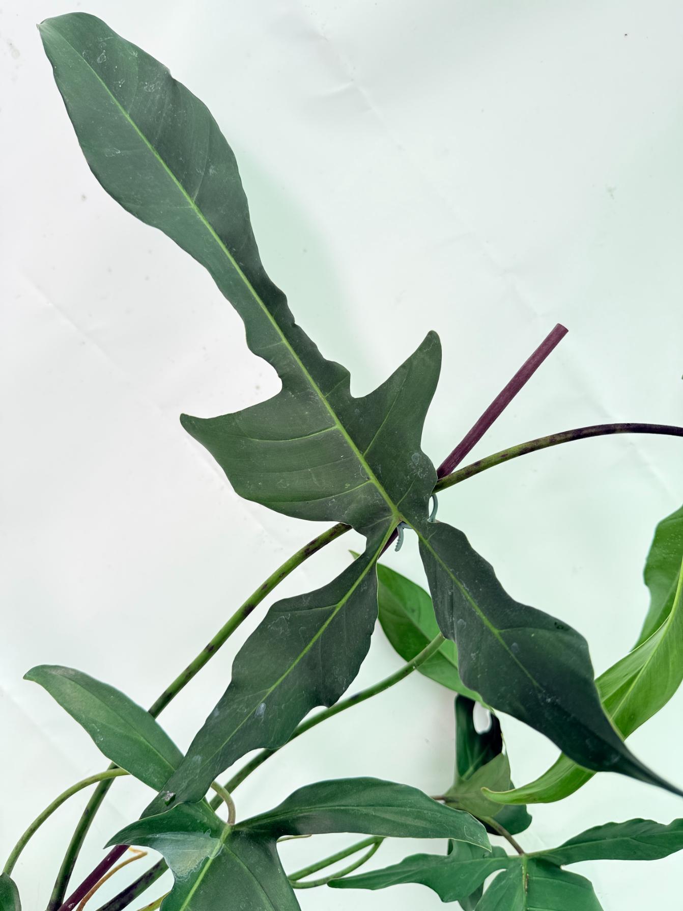 Philodendron Longilobatum Lelano Miyano XXL 10