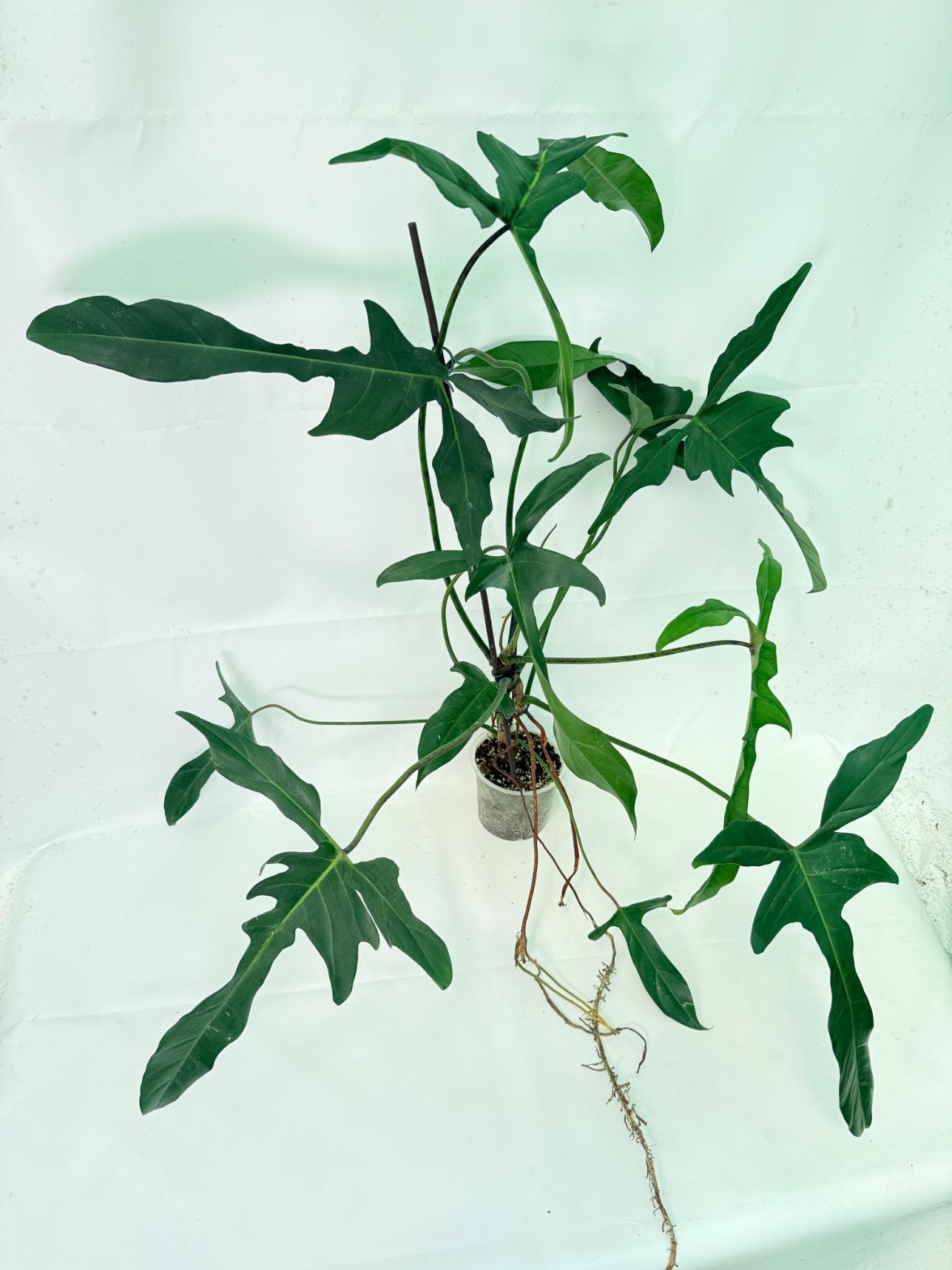 Philodendron Longilobatum Lelano Miyano XXL 6