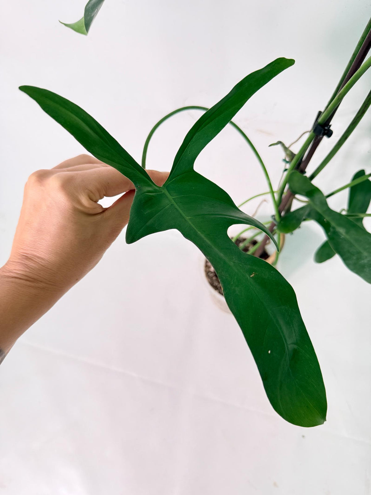 Philodendron Longilobatum Lelano Miyano XXL 08