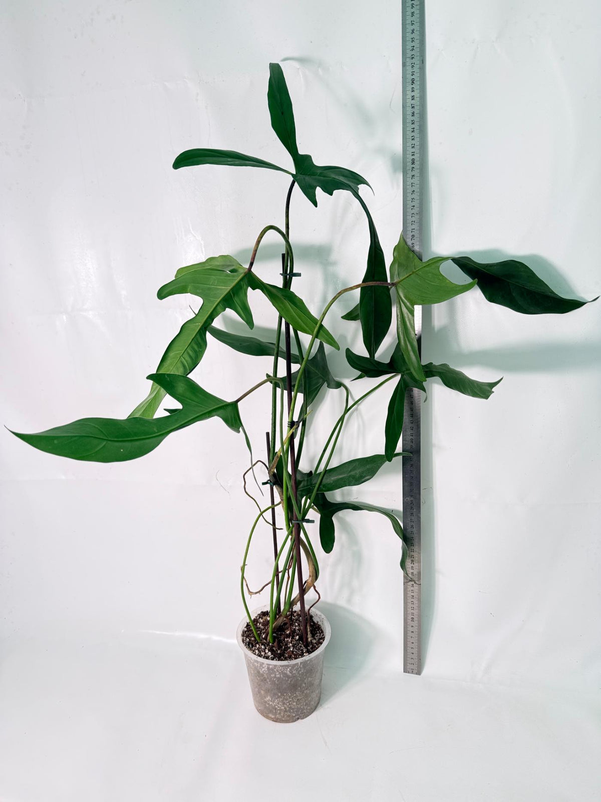 Philodendron Longilobatum Lelano Miyano XXL 09