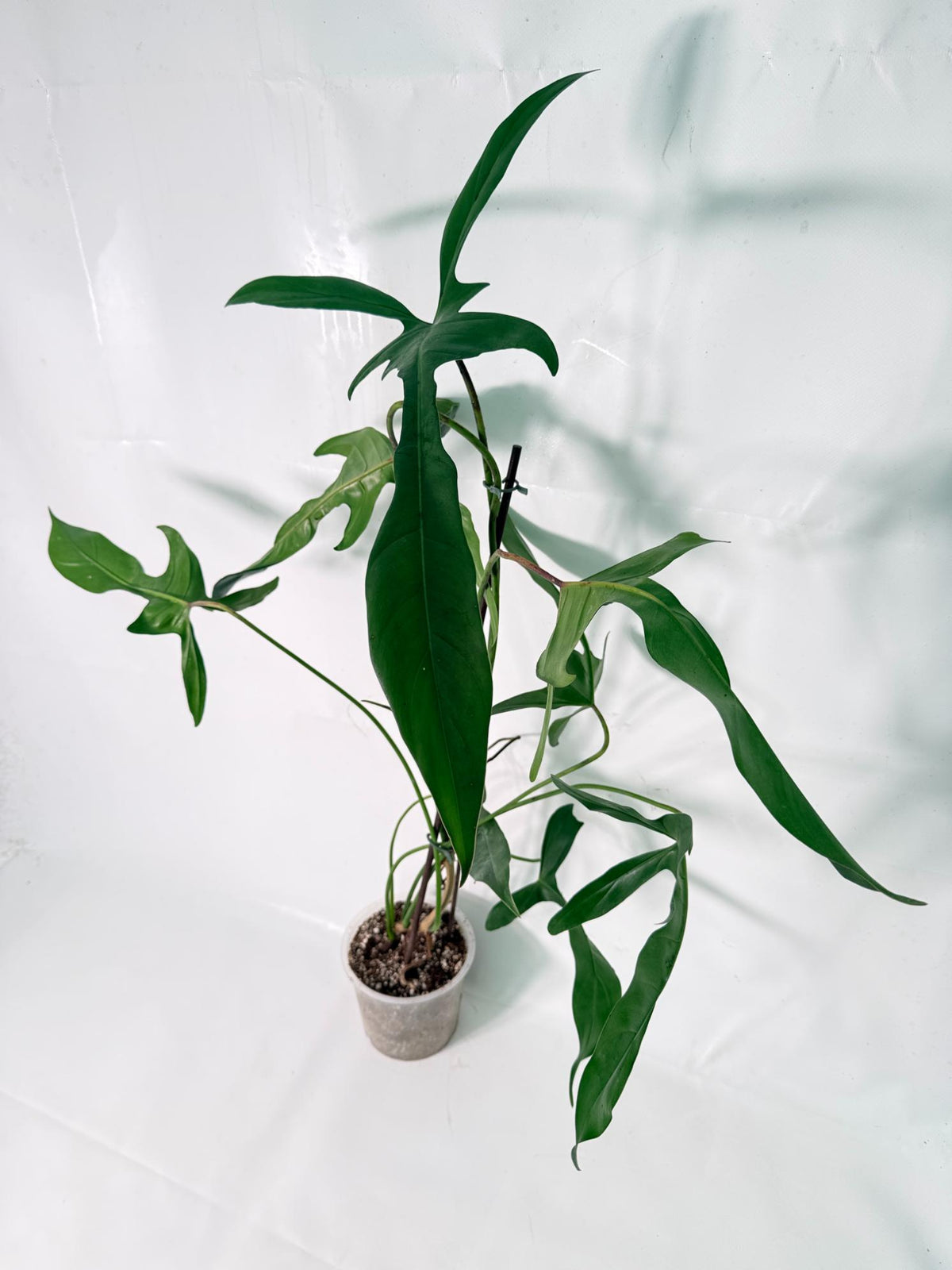 Philodendron Longilobatum Lelano Miyano XXL 01