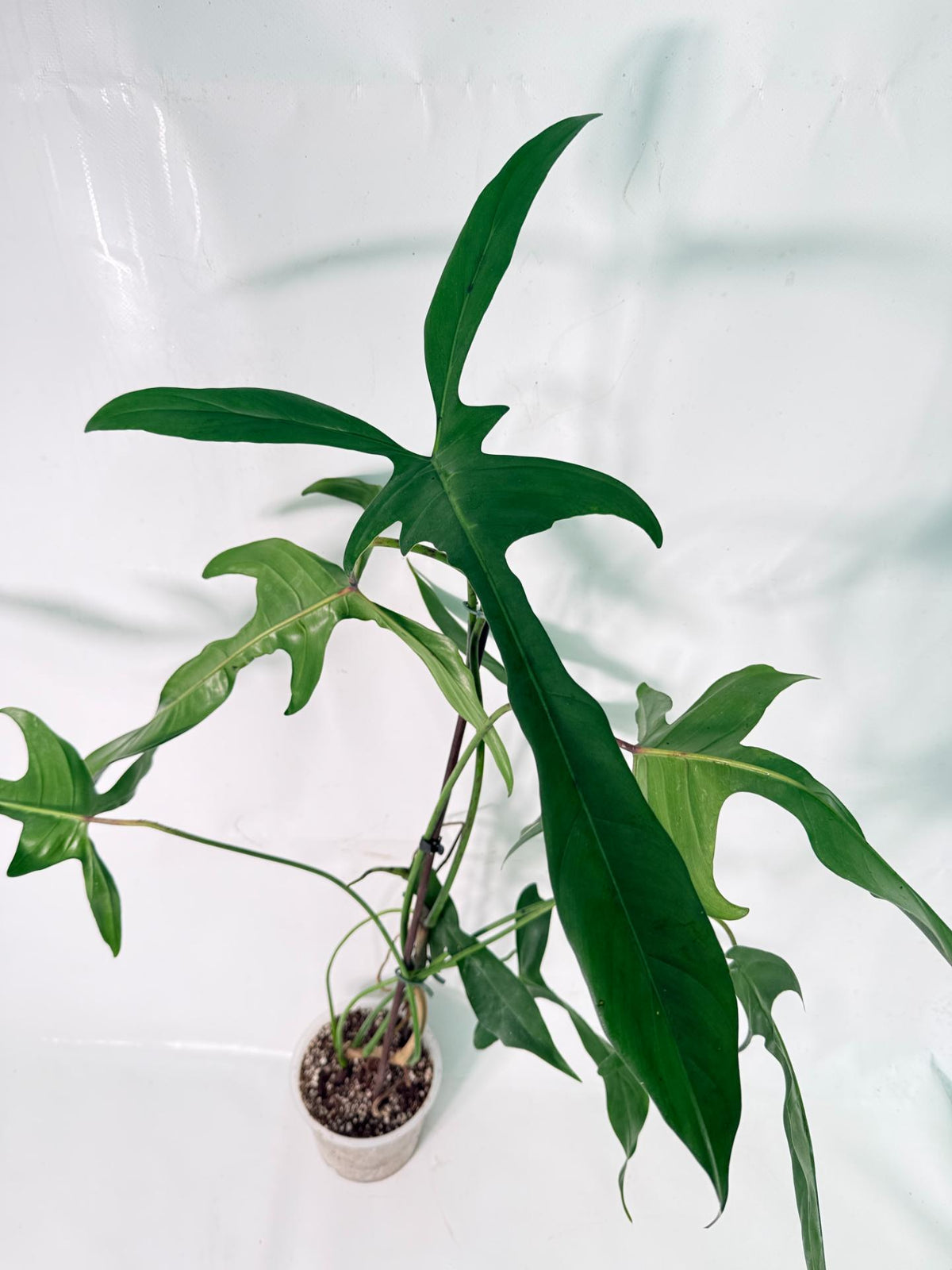 Philodendron Longilobatum Lelano Miyano XXL 02