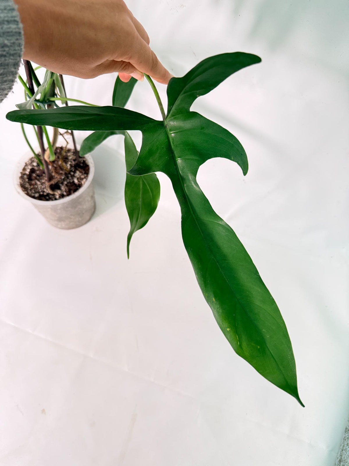 Philodendron Longilobatum Lelano Miyano XXL 03