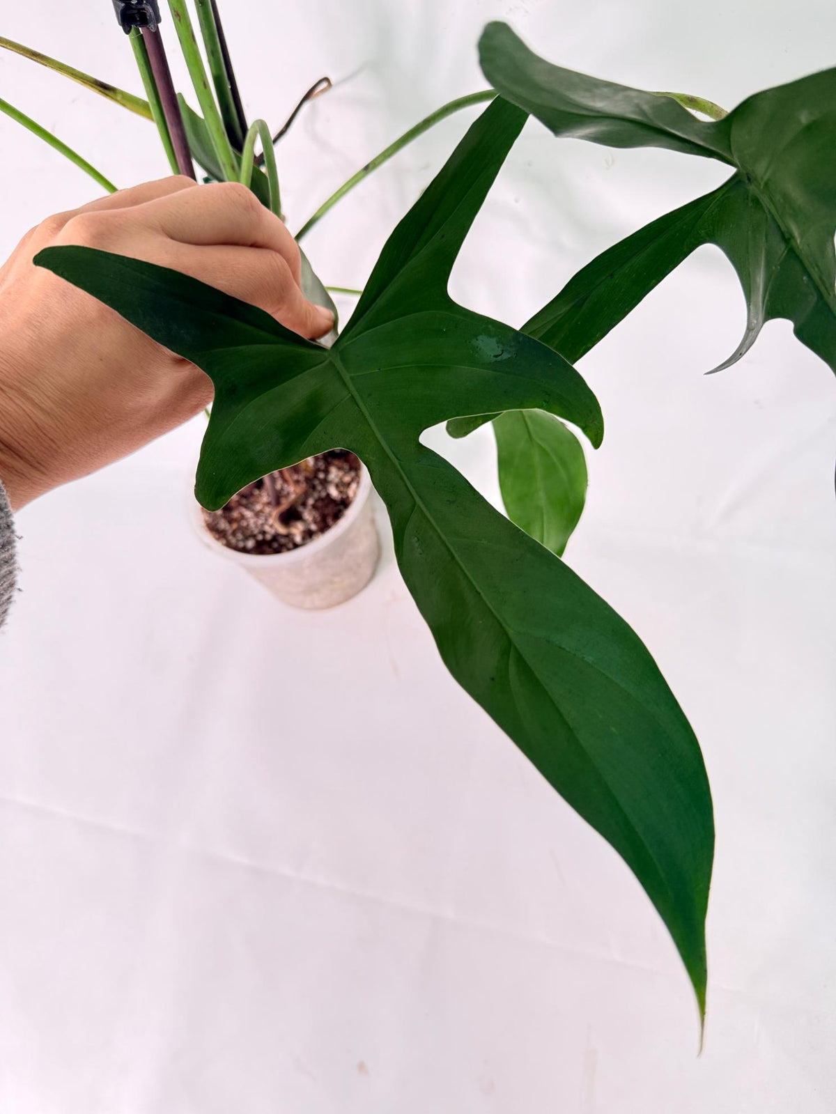 Philodendron Longilobatum Lelano Miyano XXL 04