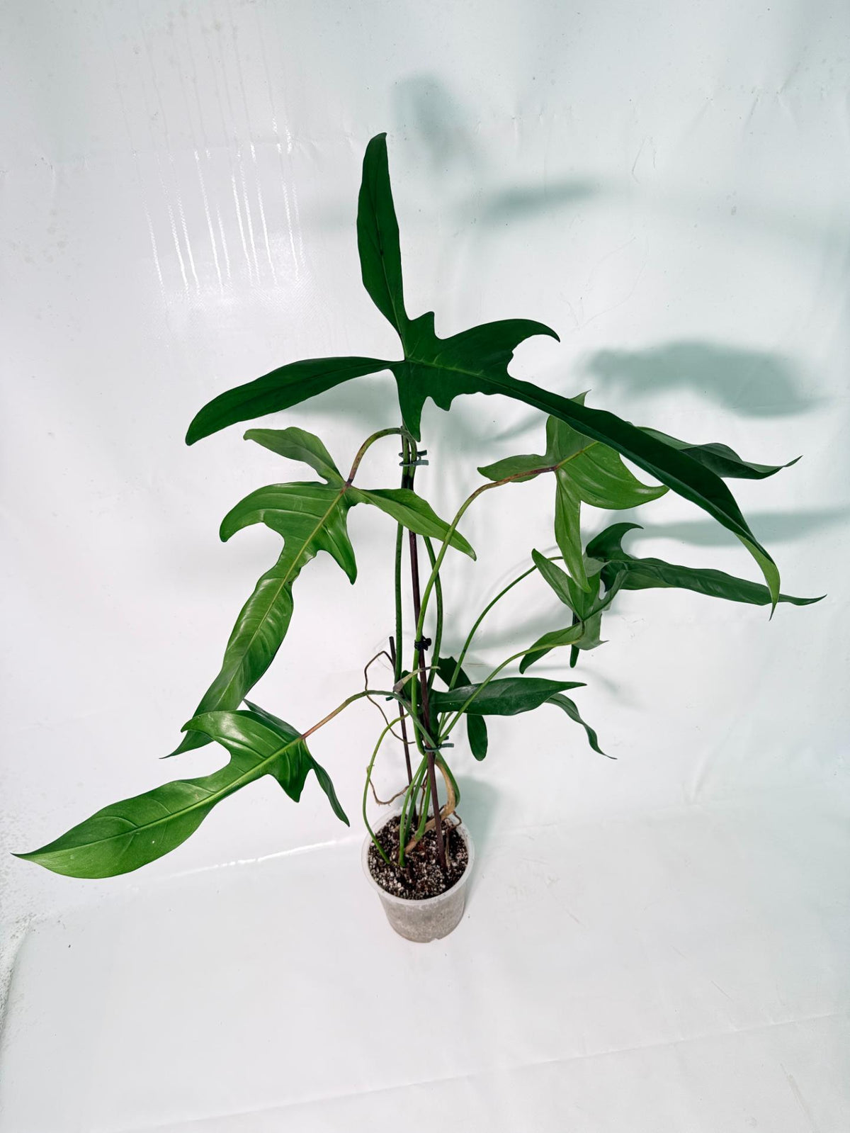 Philodendron Longilobatum Lelano Miyano XXL 05