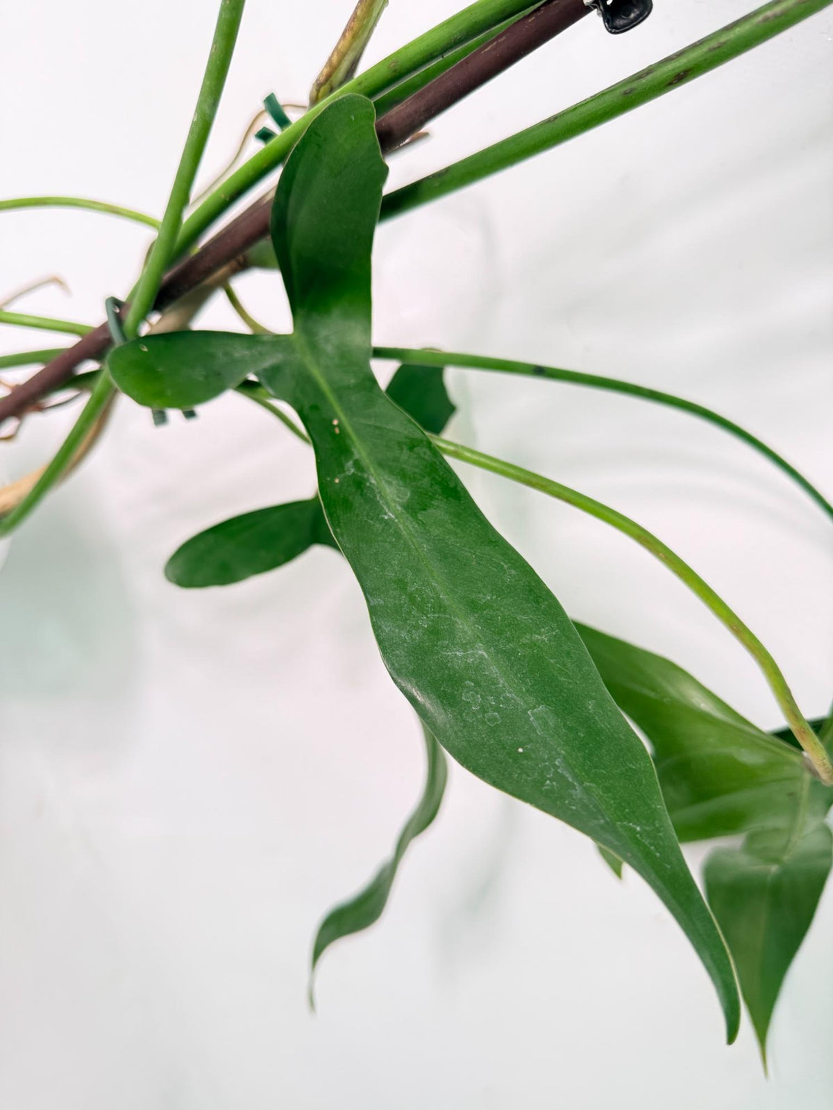Philodendron Longilobatum Lelano Miyano XXL 06
