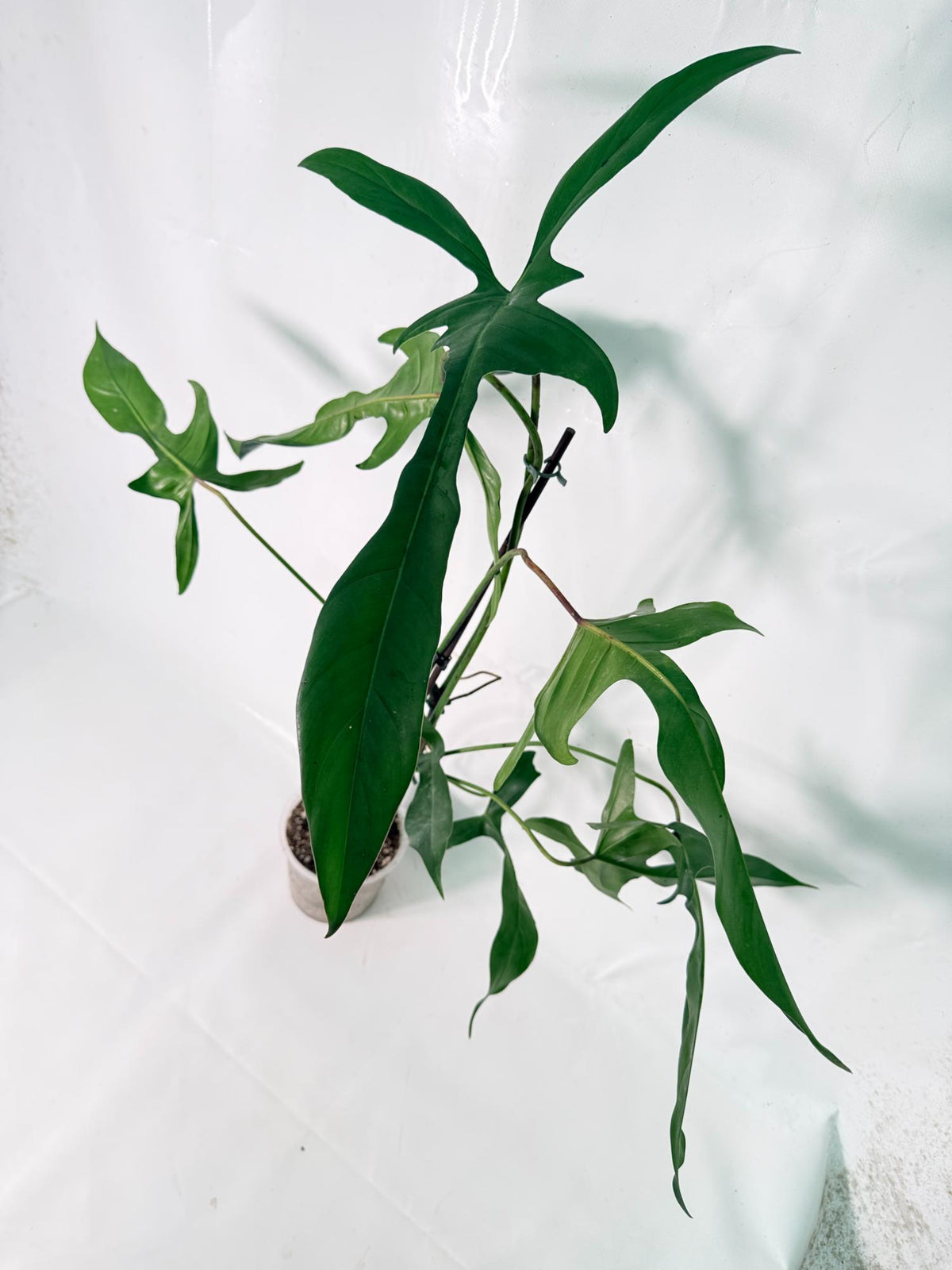 Philodendron Longilobatum Lelano Miyano XXL 07