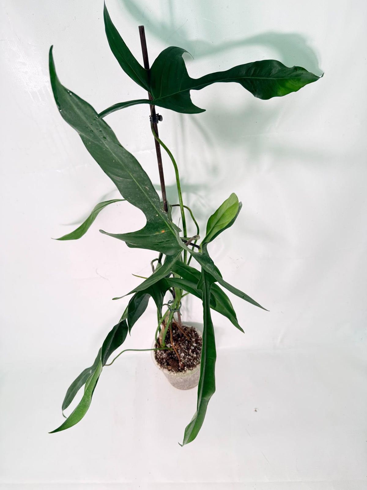 Philodendron Longilobatum Lelano Miyano XXL 08