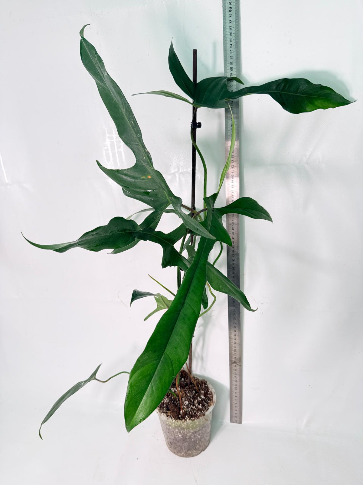 Philodendron Longilobatum Lelano Miyano XXL 09