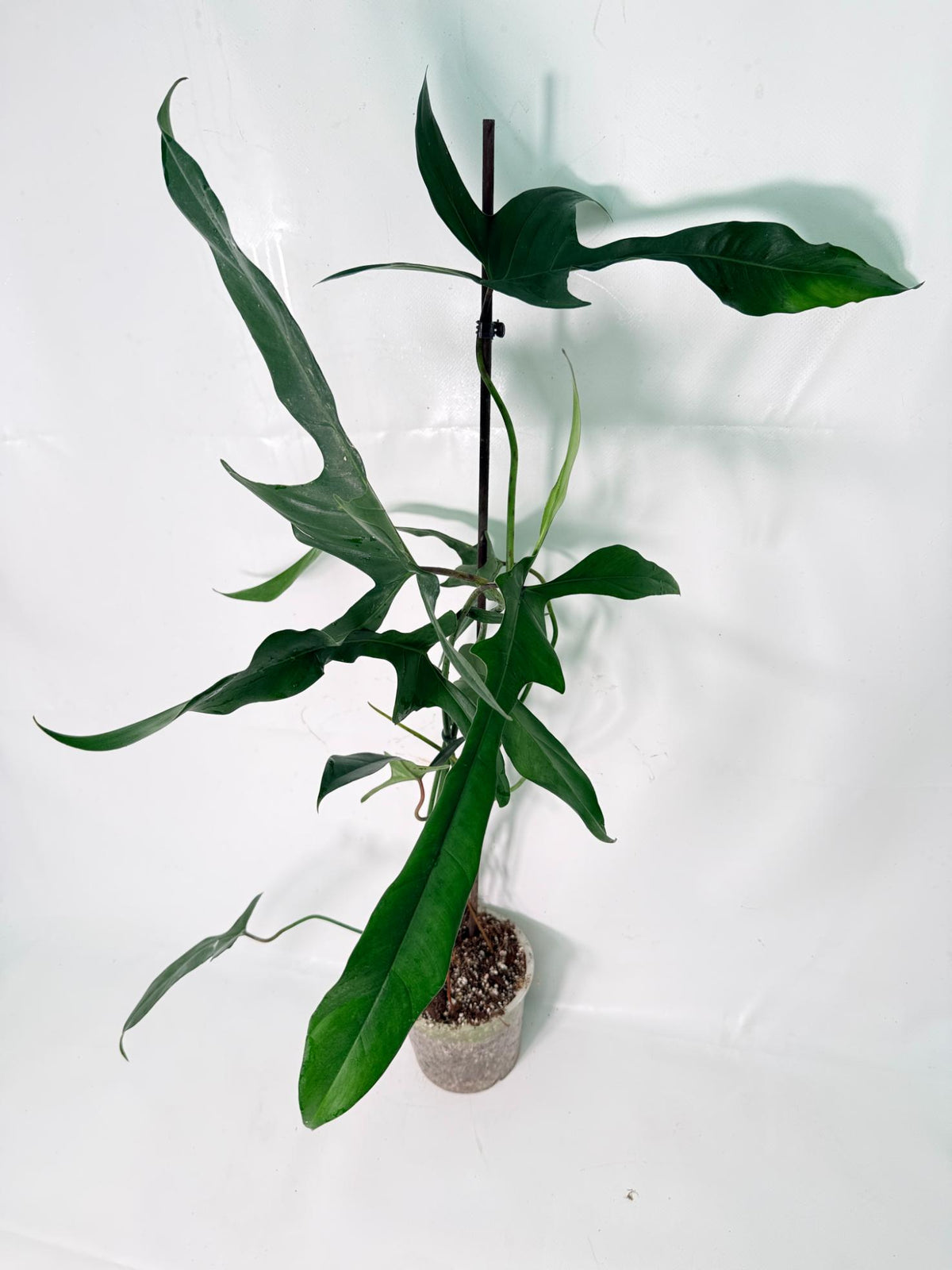 Philodendron Longilobatum Lelano Miyano XXL 01
