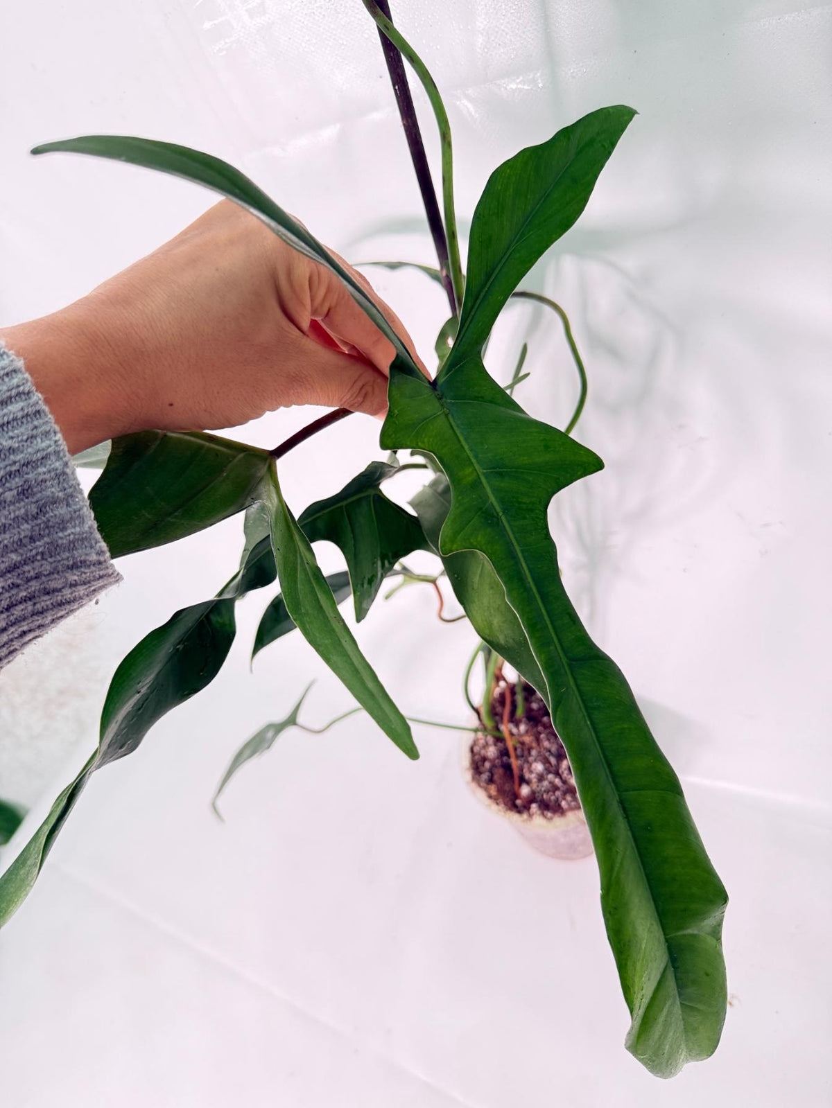 Philodendron Longilobatum Lelano Miyano XXL 02
