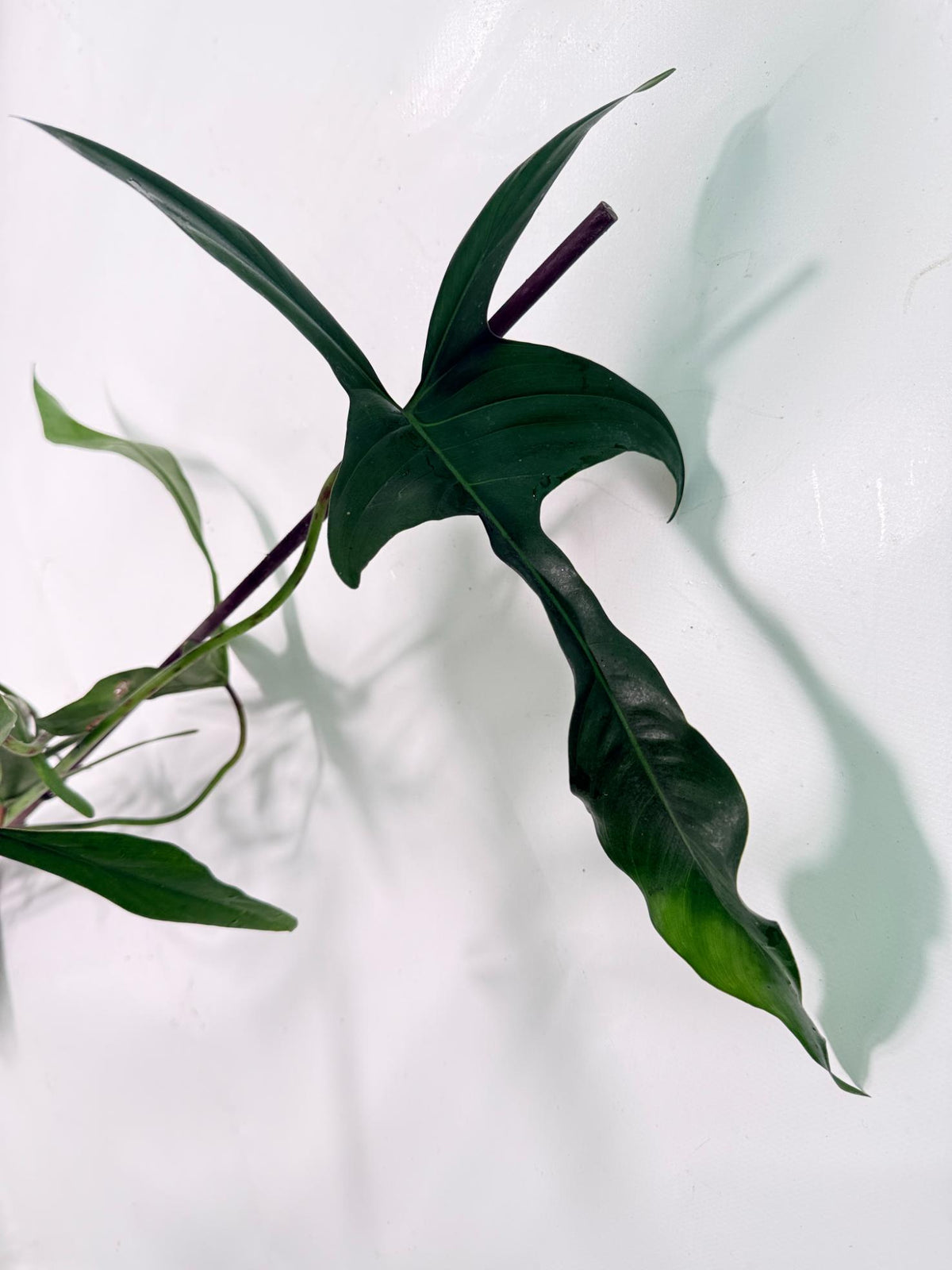 Philodendron Longilobatum Lelano Miyano XXL03