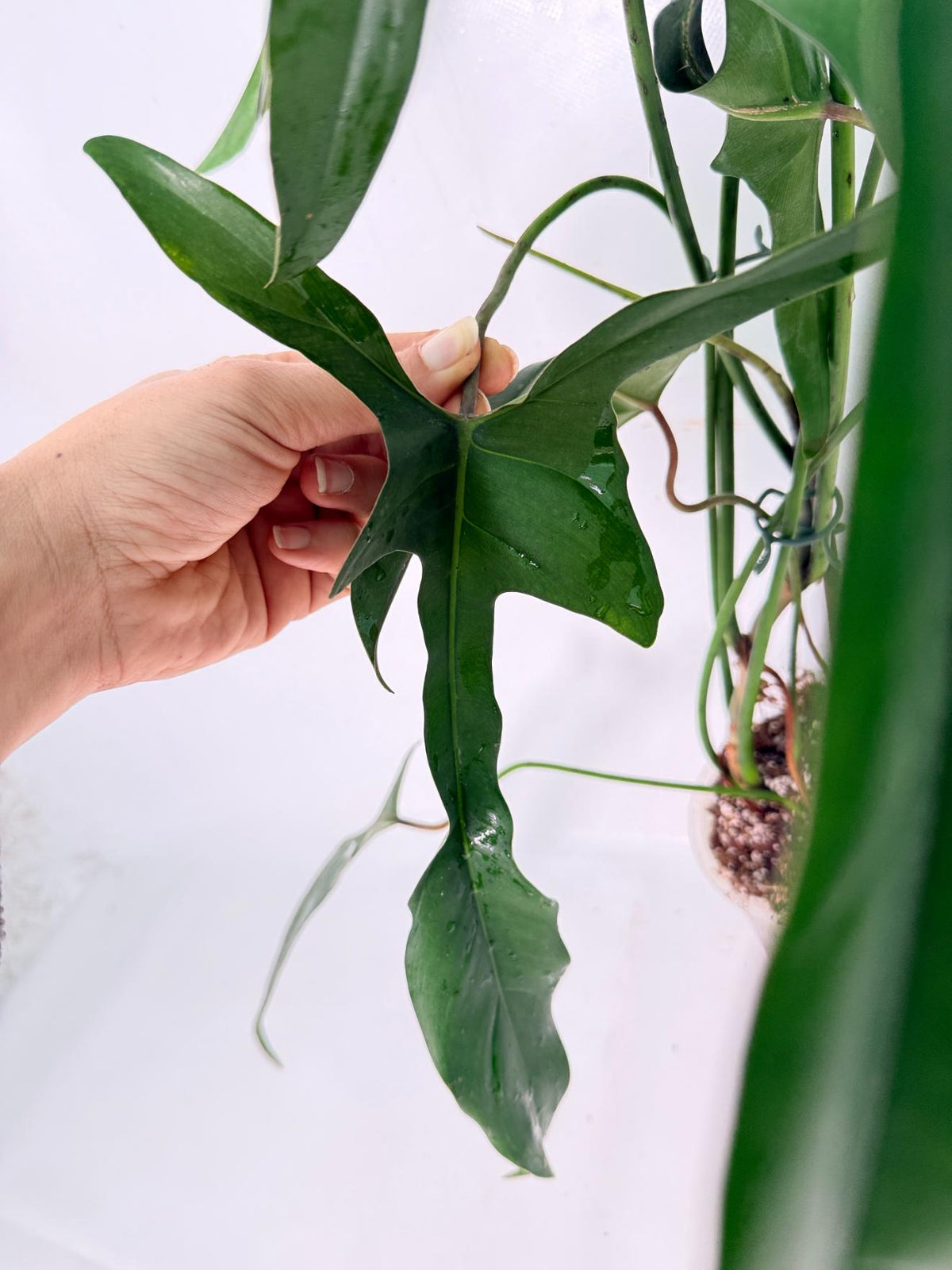 Philodendron Longilobatum Lelano Miyano XXL 04