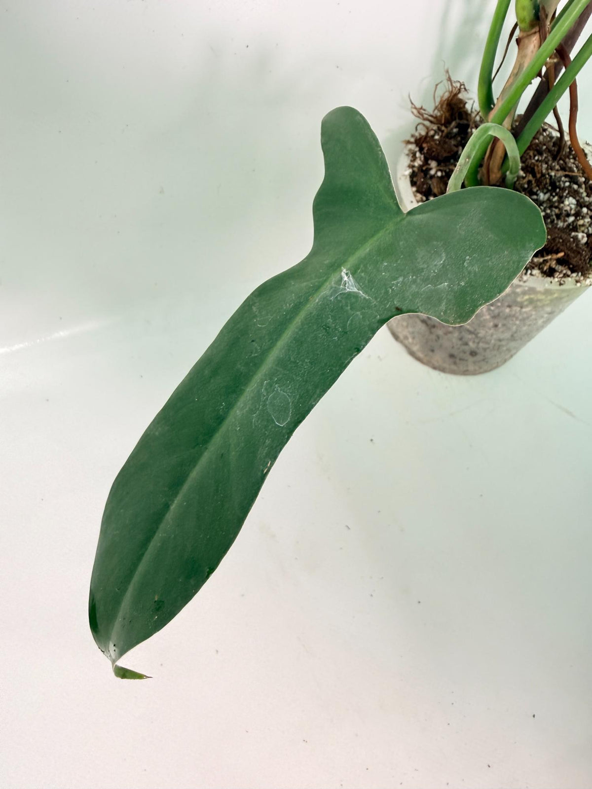 Philodendron Longilobatum Lelano Miyano XXL 05