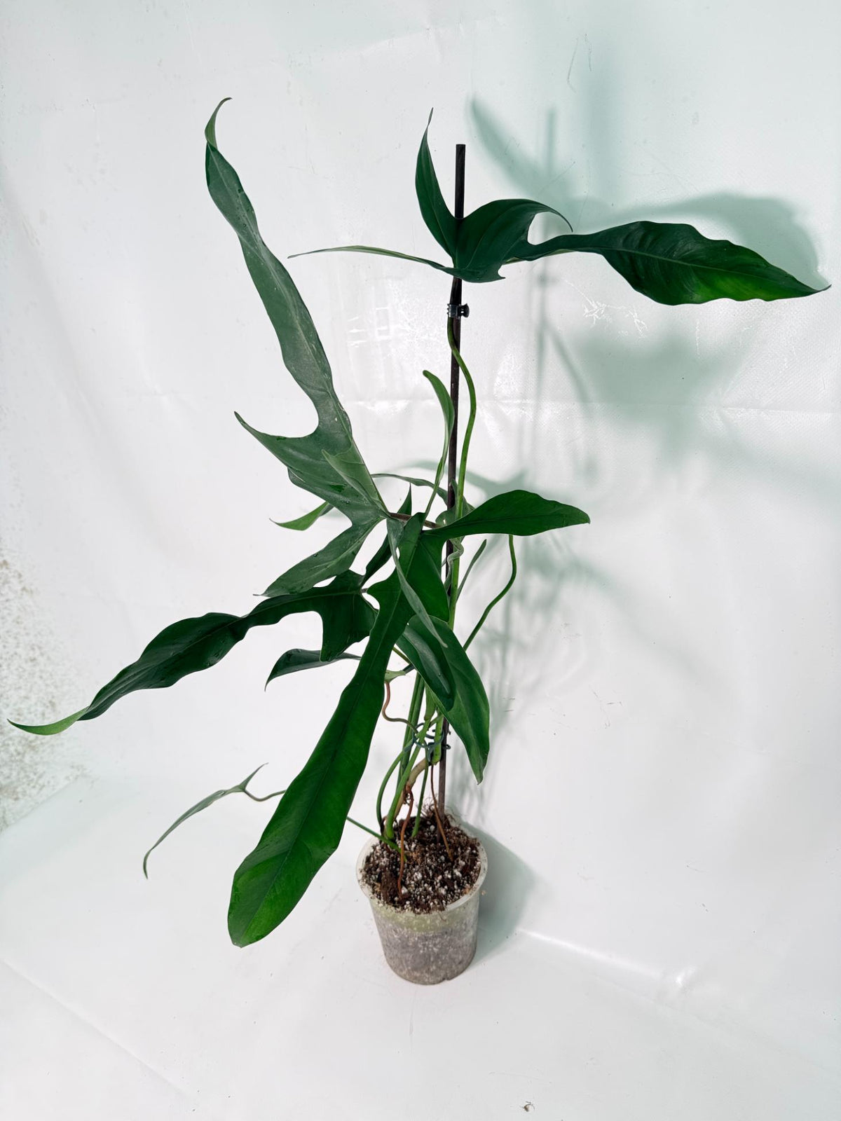Philodendron Longilobatum Lelano Miyano XXL 06