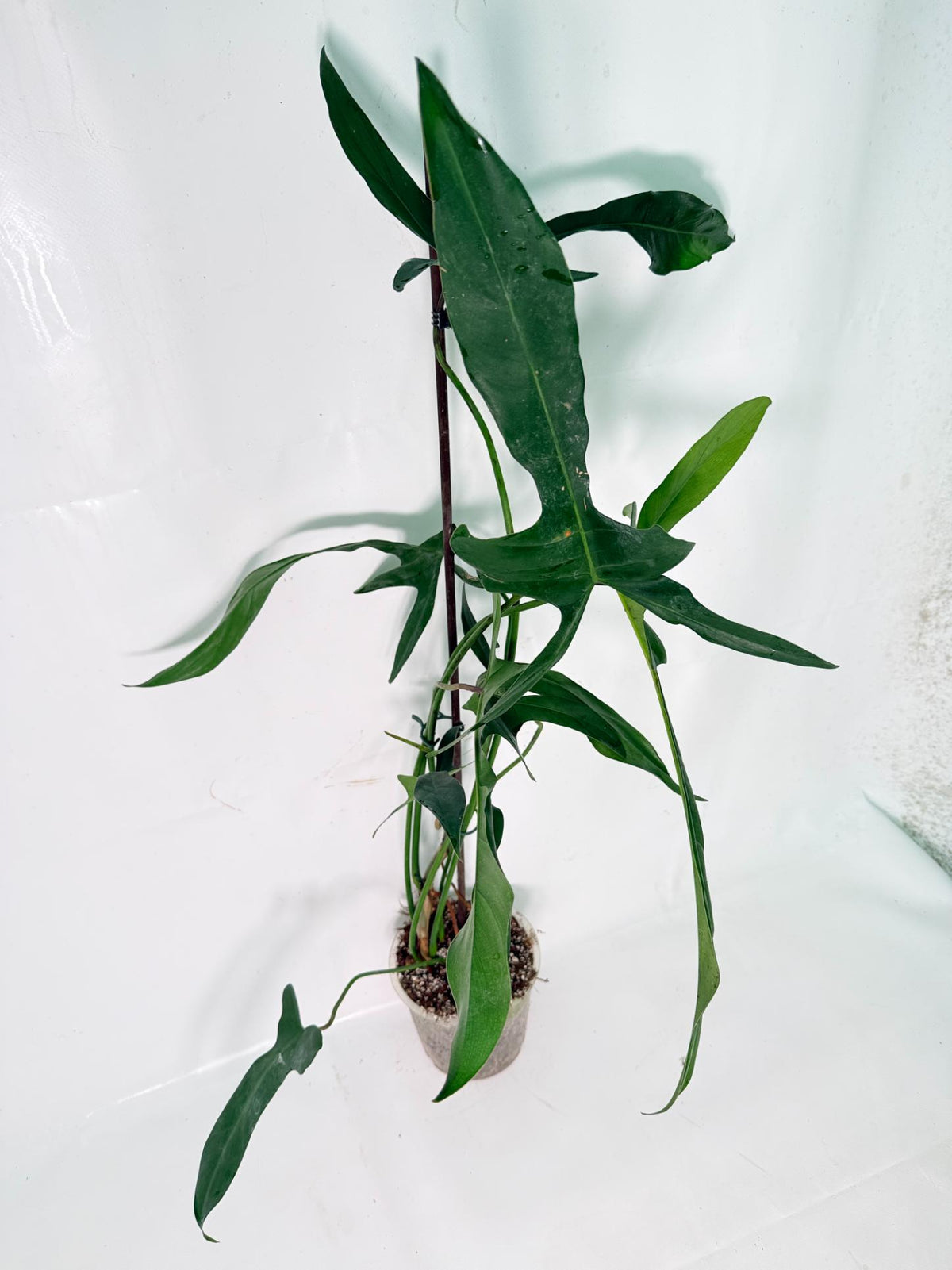 Philodendron Longilobatum Lelano Miyano XXL 07