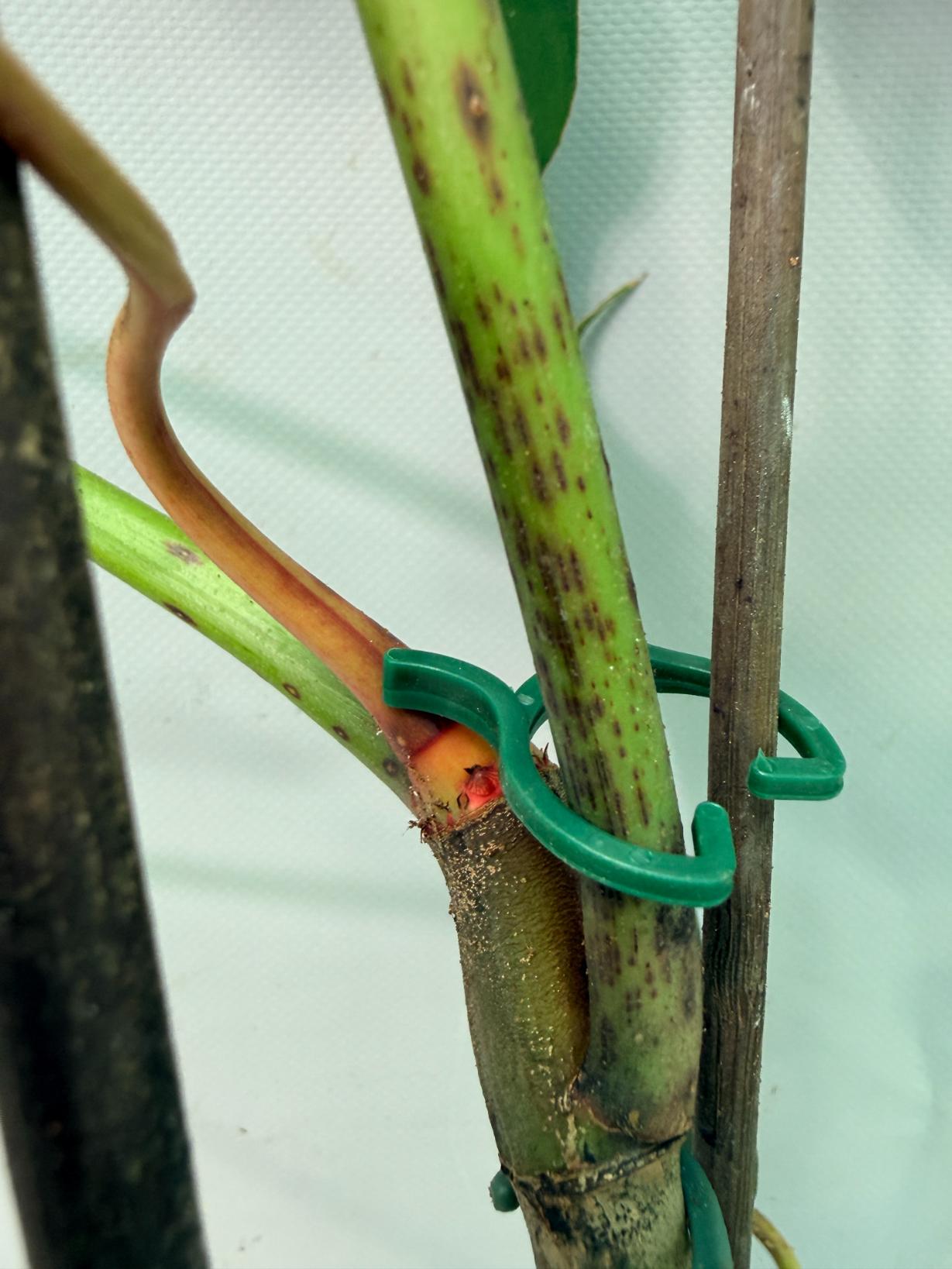Philodendron Longilobatum Lelano Miyano large XXL 08