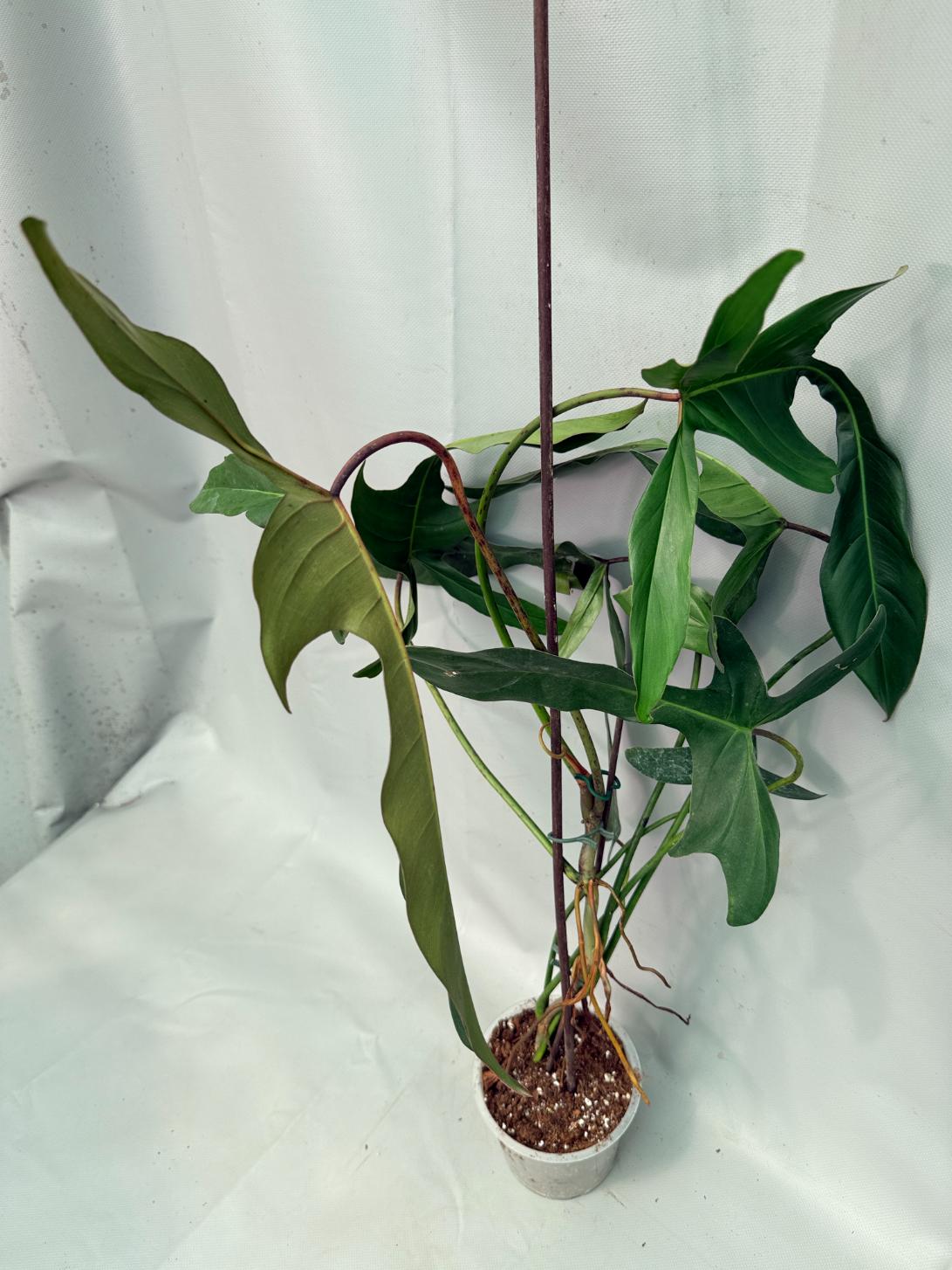 Philodendron Longilobatum Lelano Miyano large XXL 09