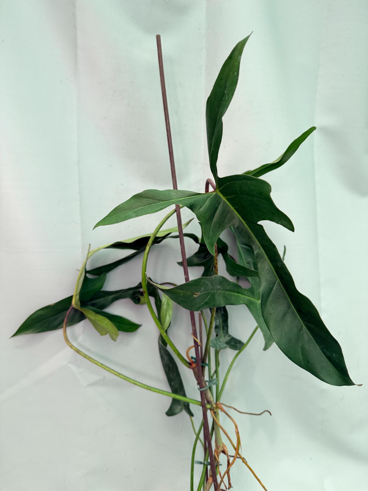 Philodendron Longilobatum Lelano Miyano large XXL 10