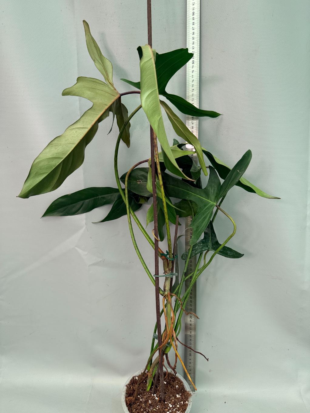 Philodendron Longilobatum Lelano Miyano large XXL 02