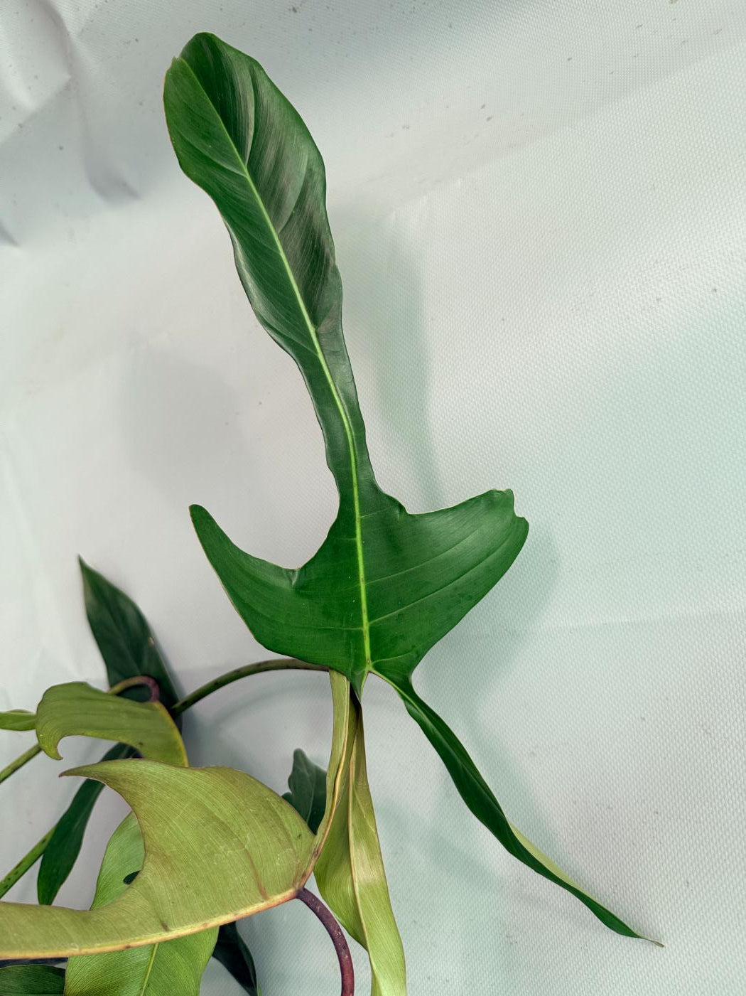 Philodendron Longilobatum Lelano Miyano large XXL 03