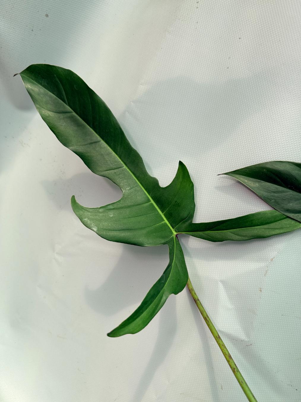 Philodendron Longilobatum Lelano Miyano large XXL 04