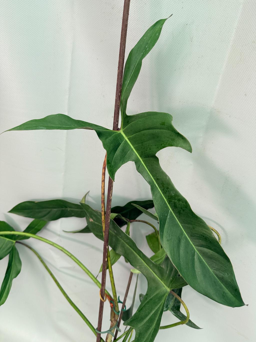 Philodendron Longilobatum Lelano Miyano large XXL 05