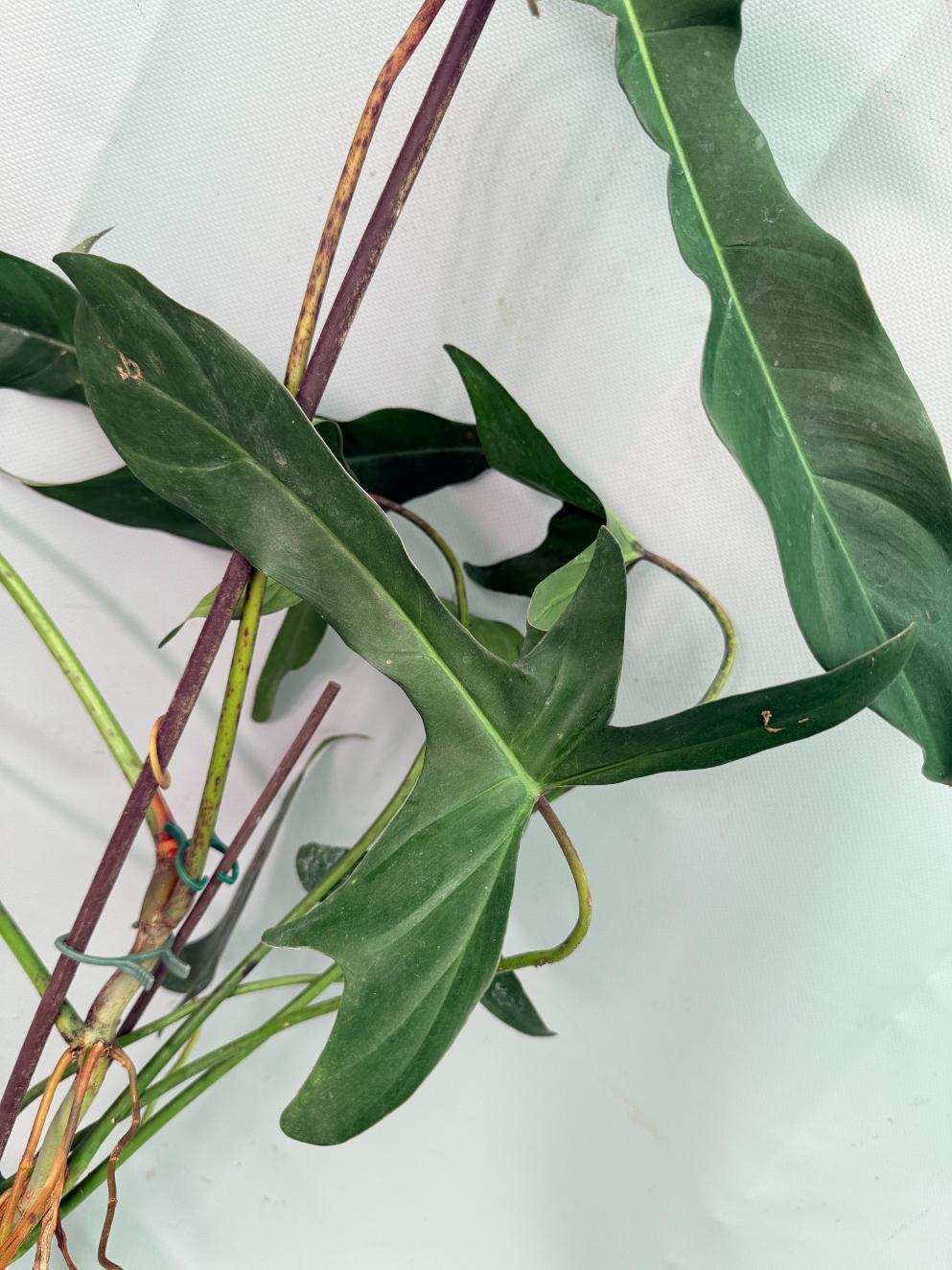 Philodendron Longilobatum Lelano Miyano large XXL 06
