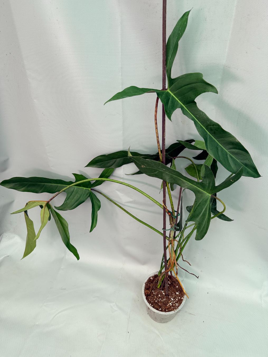 Philodendron Longilobatum Lelano Miyano large XXL 07