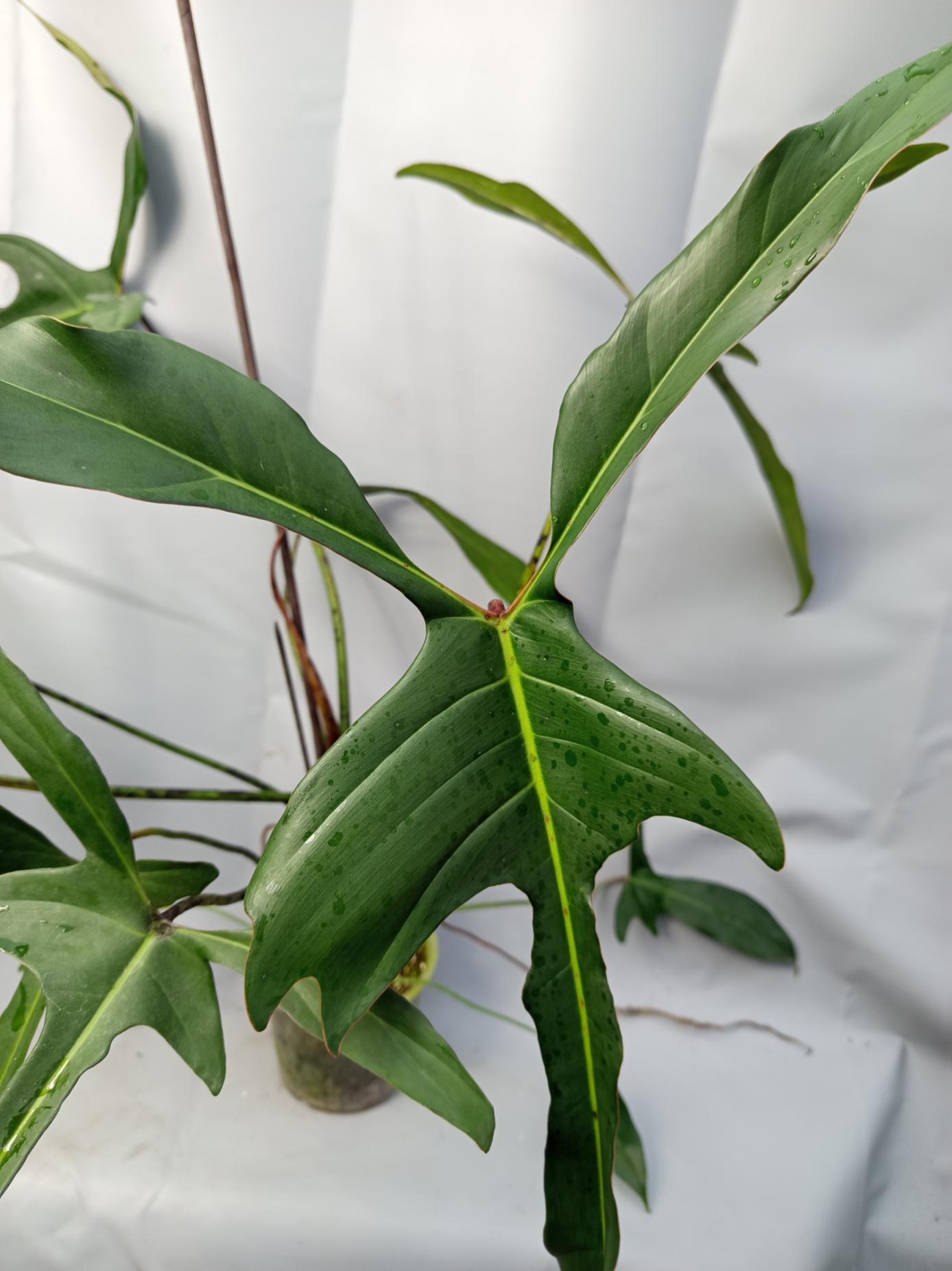 Philodendron Longilobatum Lelano Miyano large XXL 6