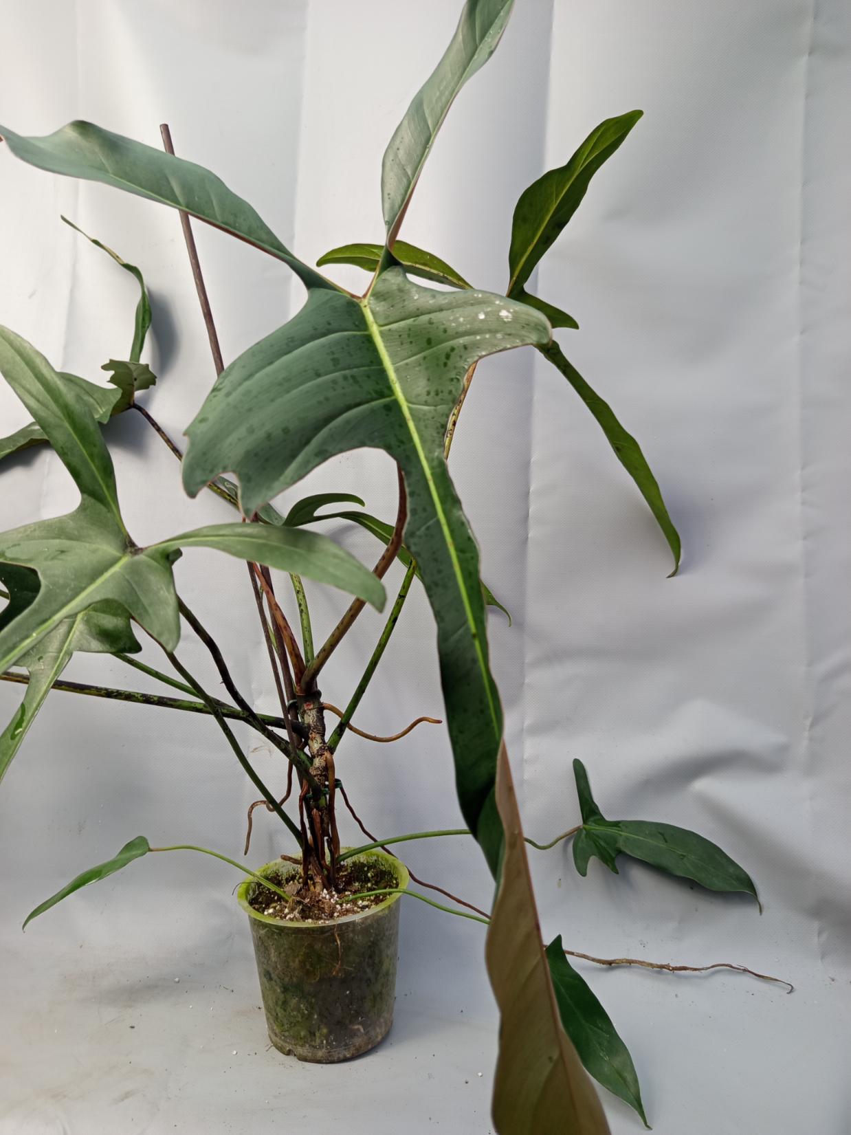Philodendron Longilobatum Lelano Miyano large XXL 7
