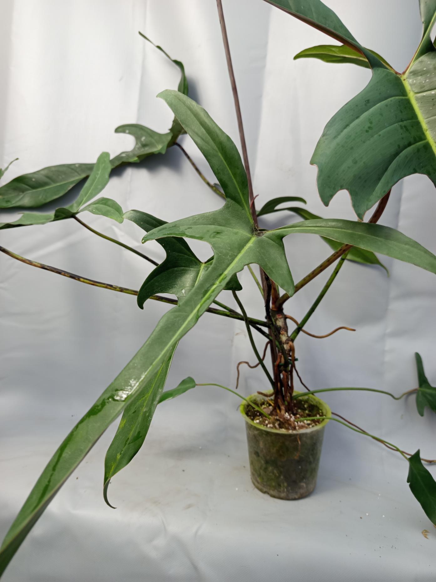 Philodendron Longilobatum Lelano Miyano large XXL 8