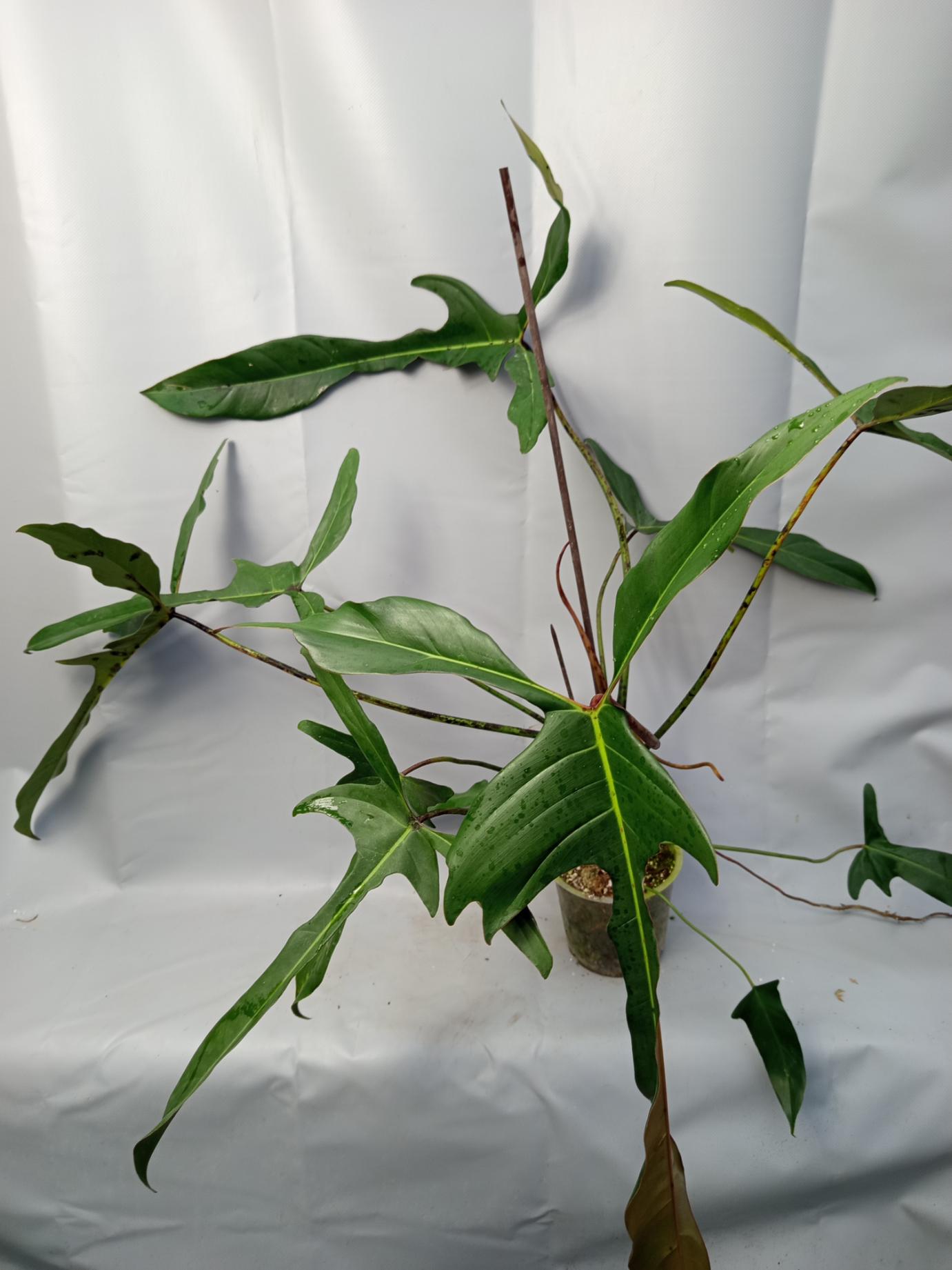Philodendron Longilobatum Lelano Miyano large XXL 9