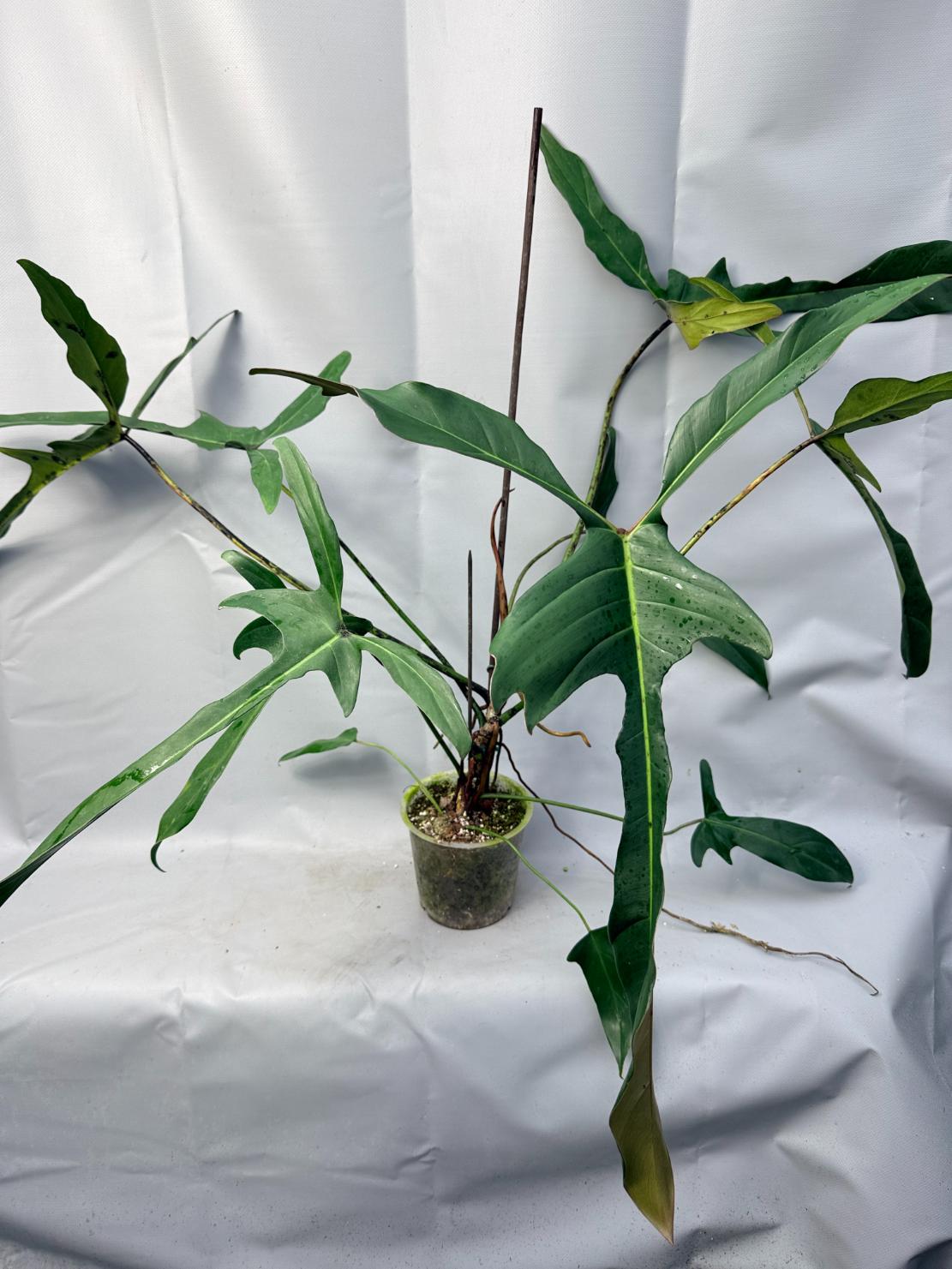 Philodendron Longilobatum Lelano Miyano large XXL 3