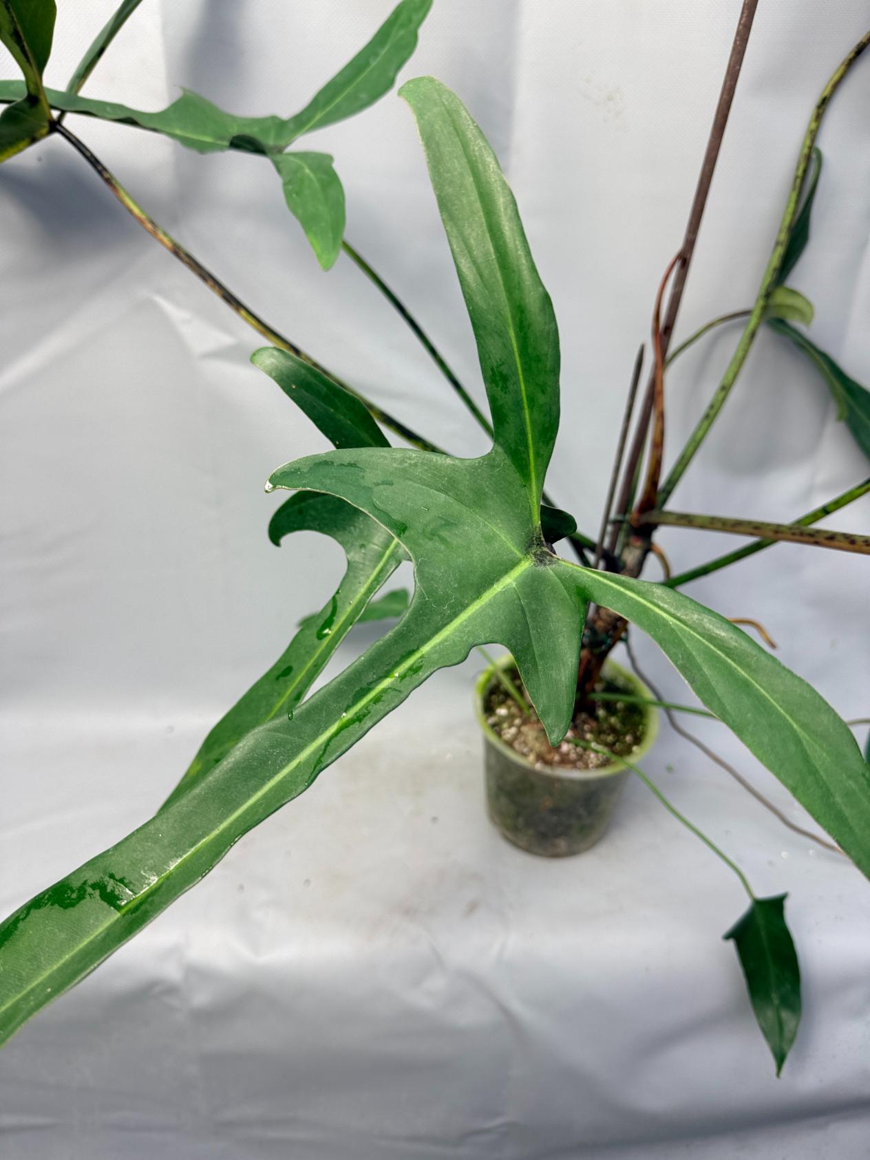 Philodendron Longilobatum Lelano Miyano large XXL  2 