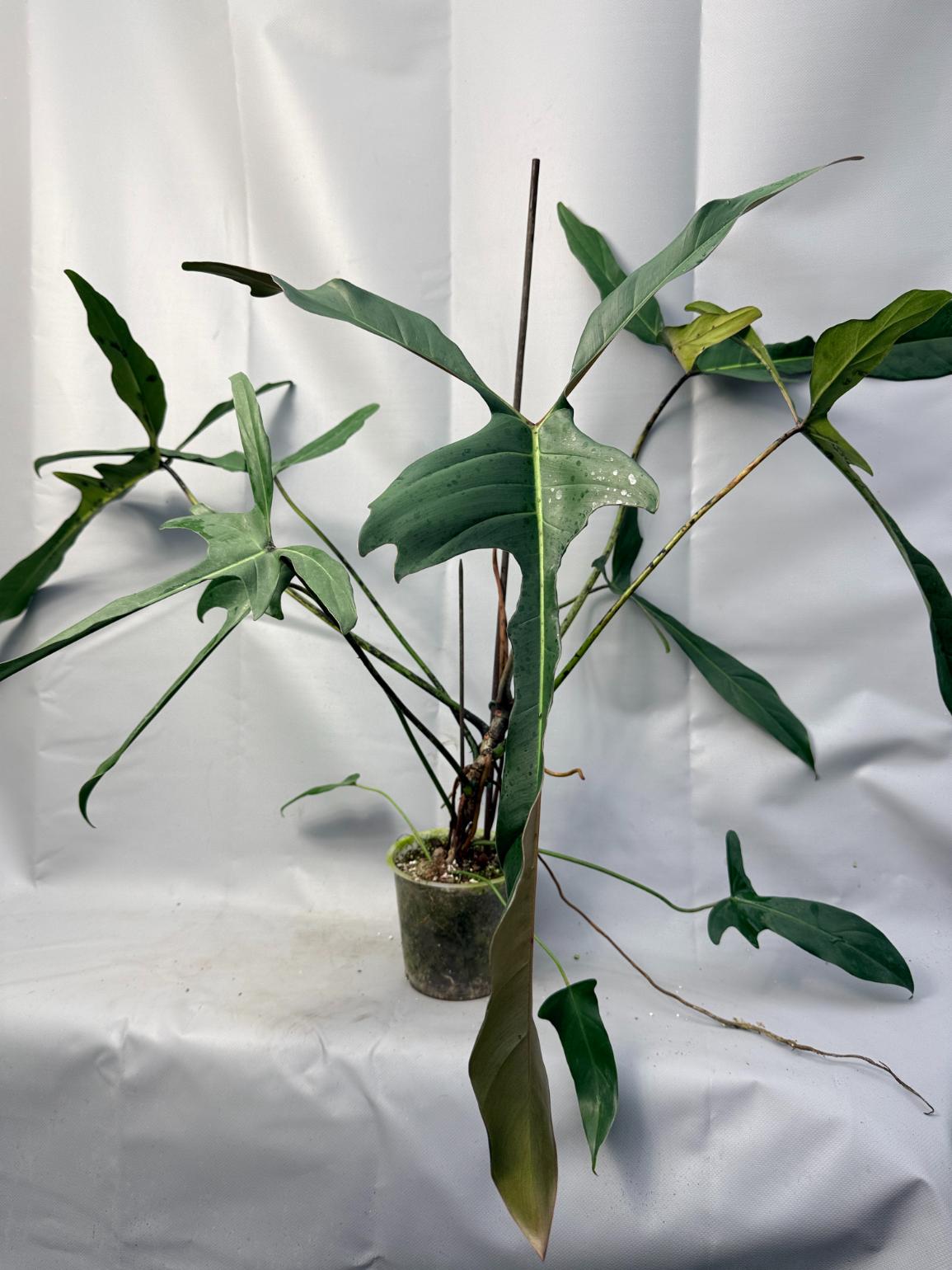Philodendron Longilobatum Lelano Miyano large XXL 4 
