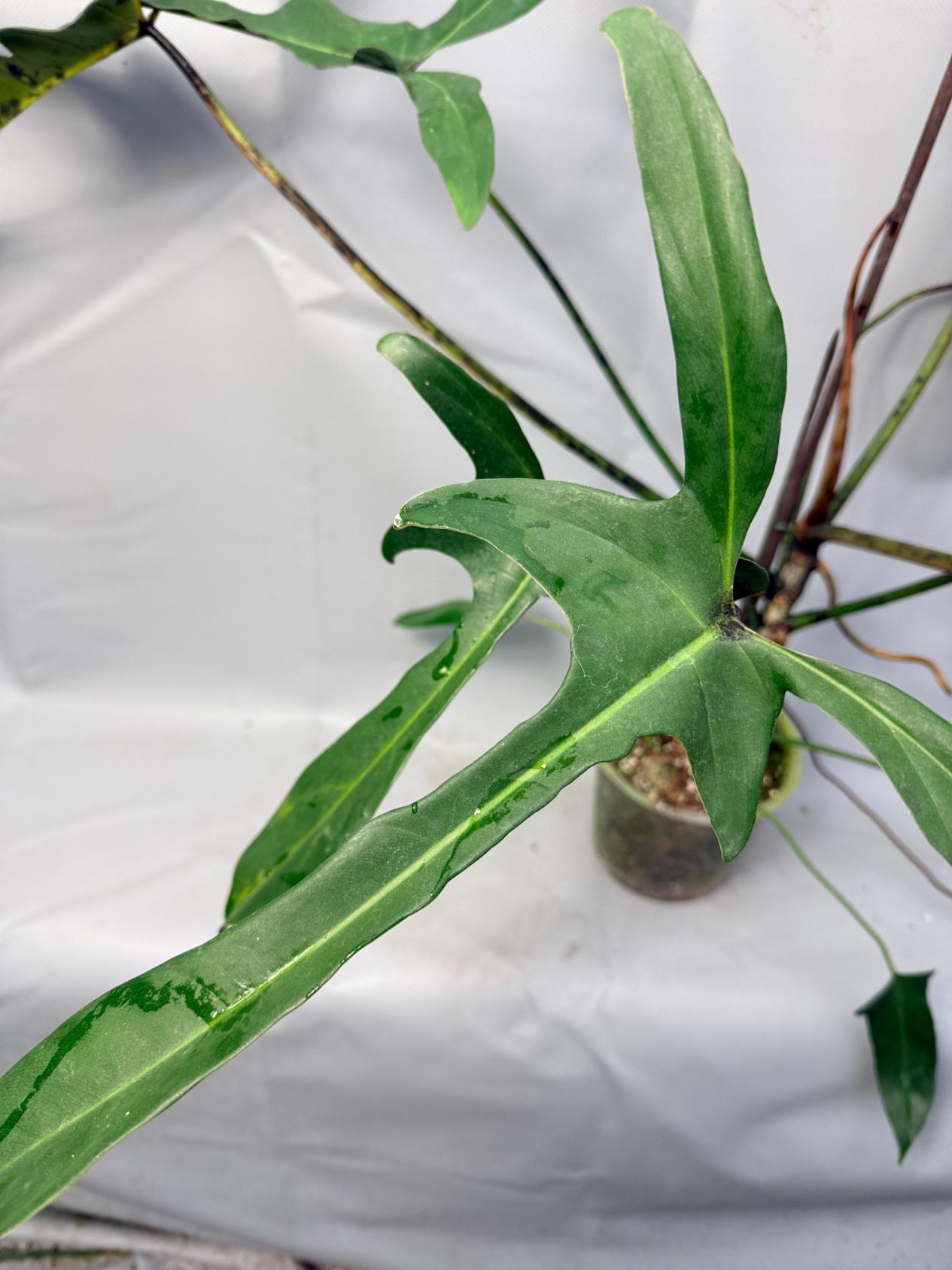 Philodendron Longilobatum Lelano Miyano large XXL 5