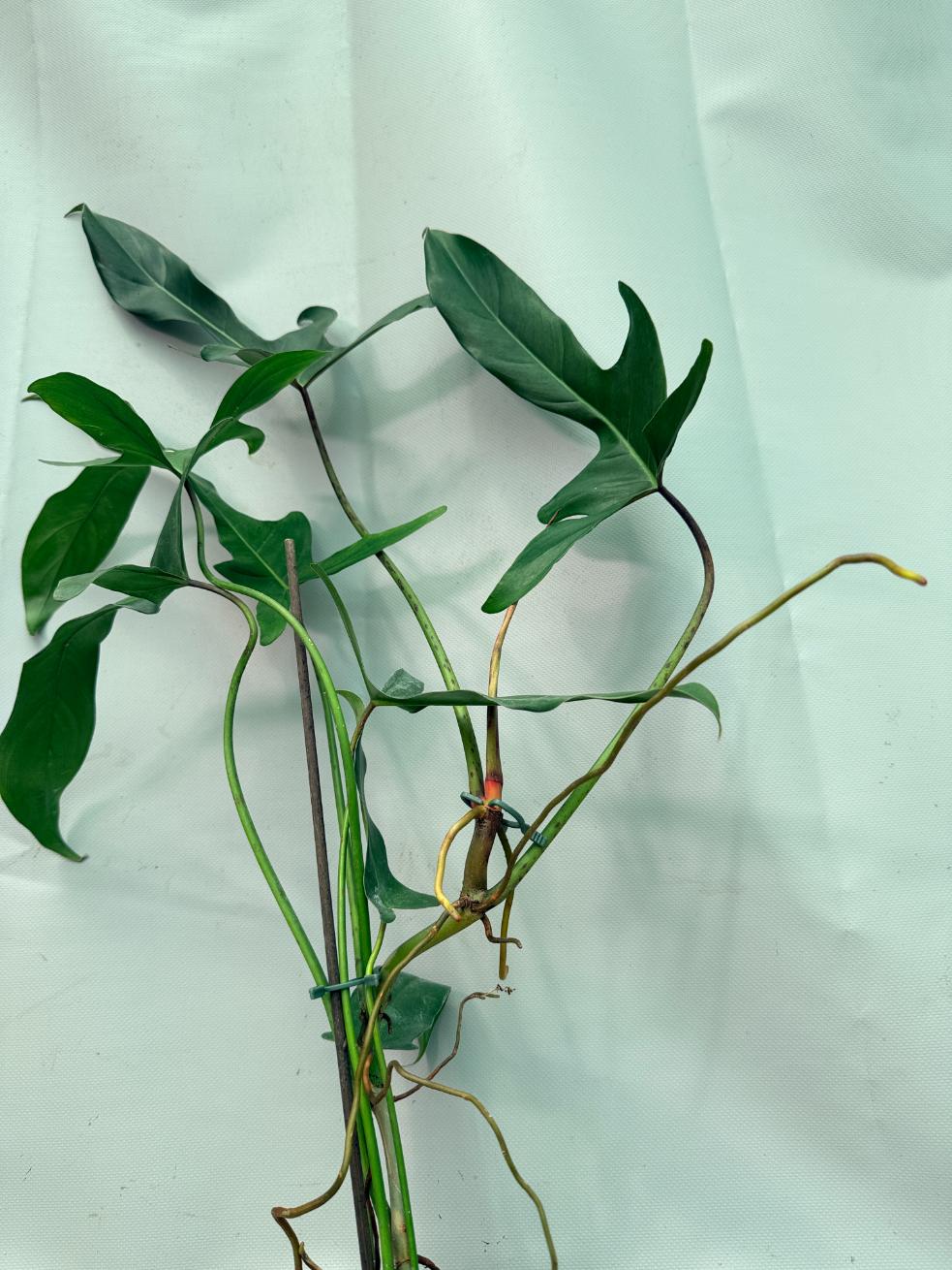 Philodendron Longilobatum Lelano Miyano large XXL 08
