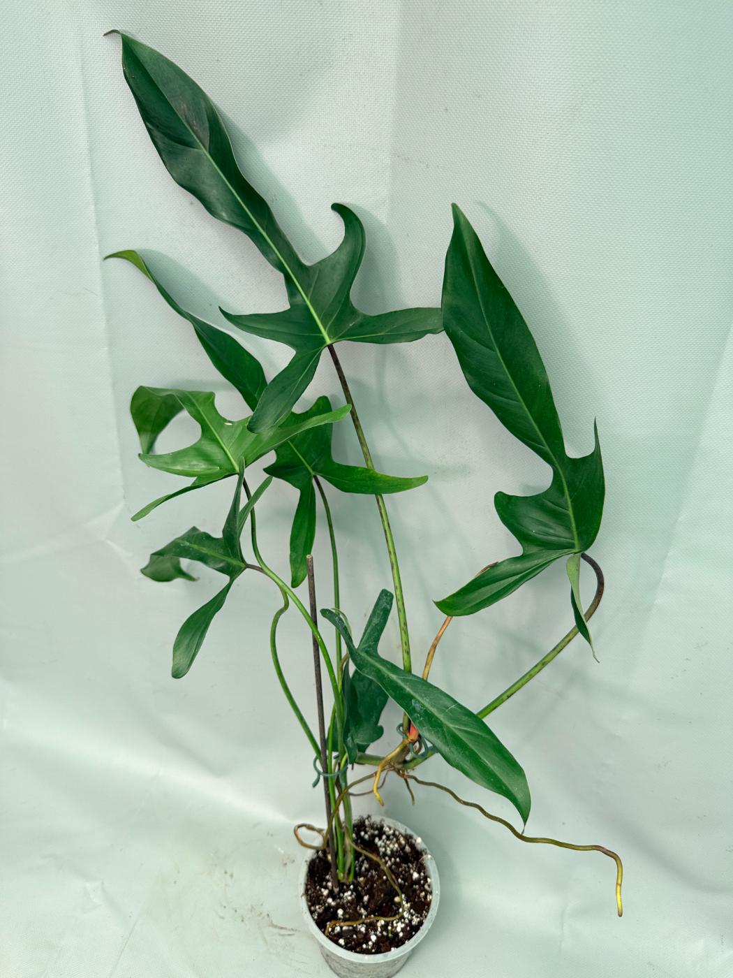 Philodendron Longilobatum Lelano Miyano large XXL 09
