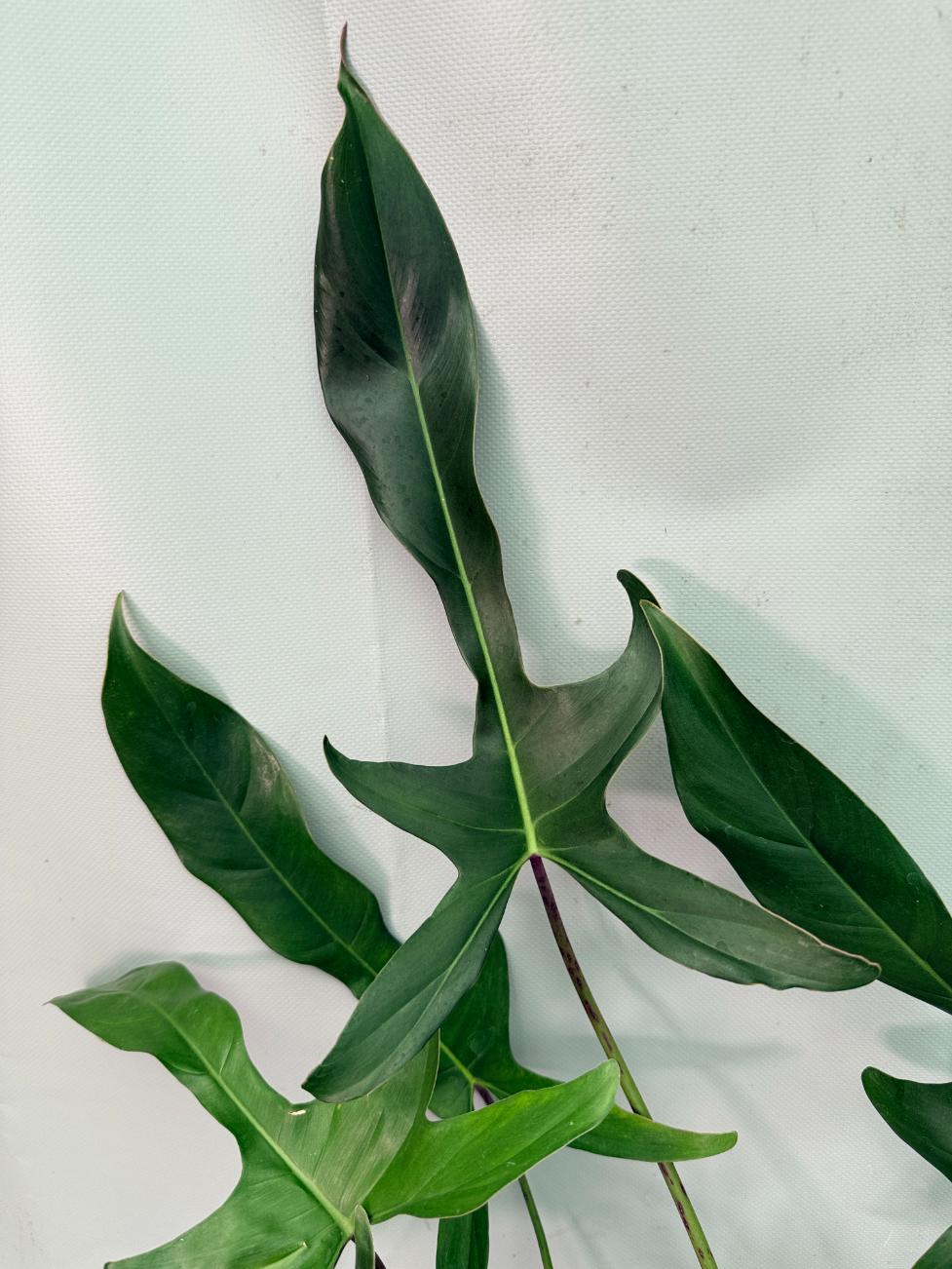 Philodendron Longilobatum Lelano Miyano large XXL 03