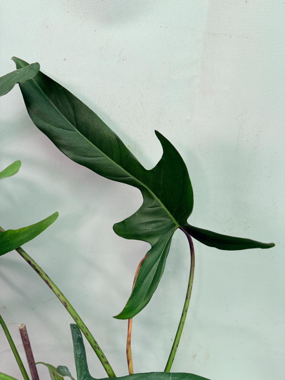 Philodendron Longilobatum Lelano Miyano large XXL 04