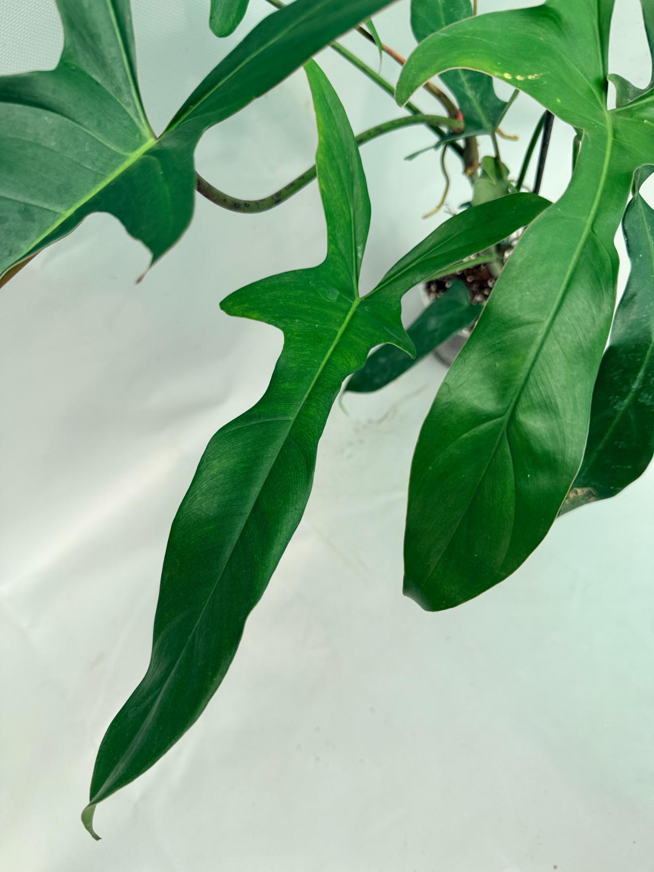 Philodendron Longilobatum Lelano Miyano large XXL 06