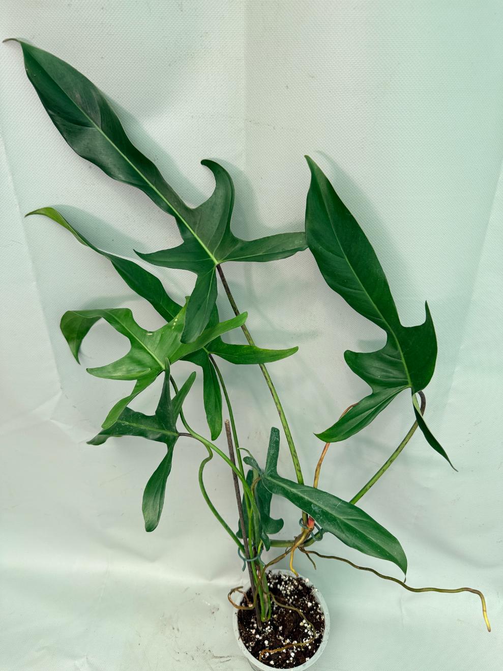 Philodendron Longilobatum Lelano Miyano large XXL 07